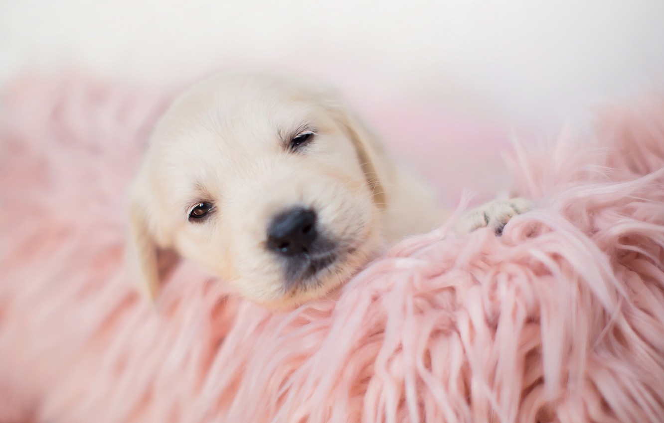 1340x850 Wallpaper sleep, baby, blanket, puppy image for desktop, section собаки, Desktop