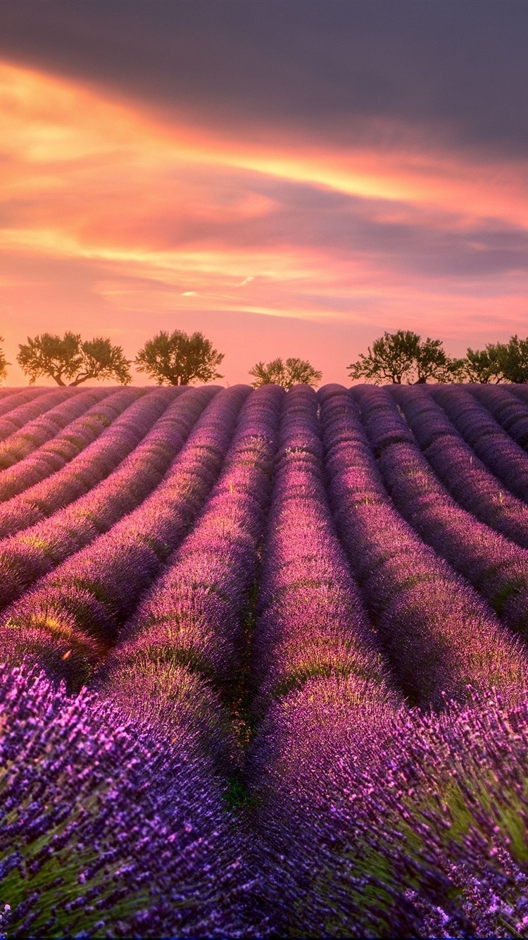 750x1340 Summer, Lavender Fields, Trees, Sunset  IPhone 8 7 6 6S Wallpaper, Background, Picture, Image, Phone