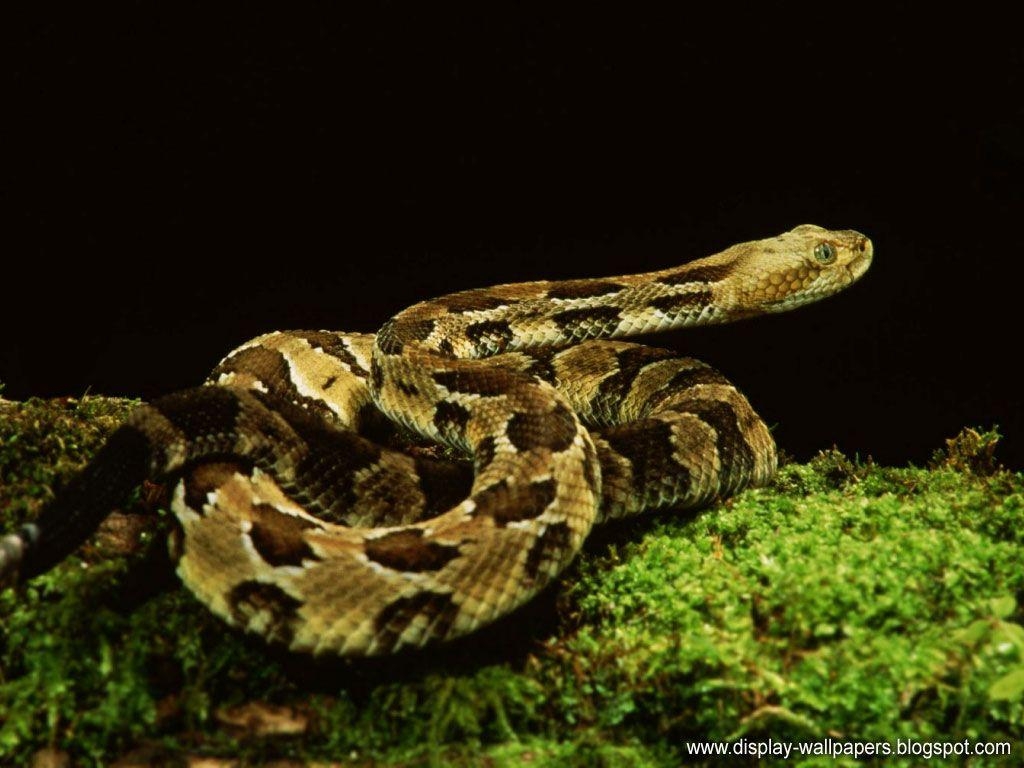 1030x770 Snake Wallpaper Free, Desktop