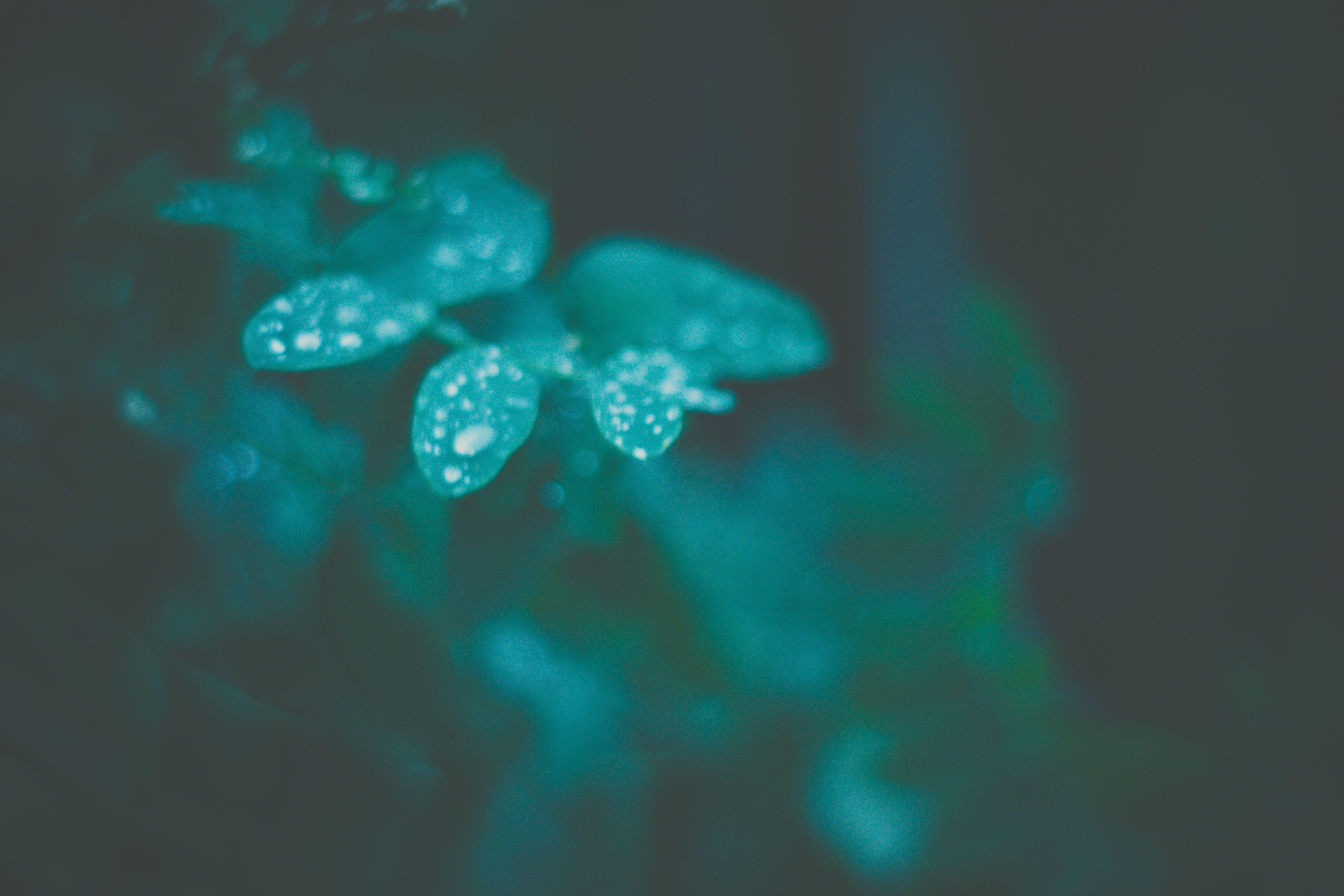 4610x3080 Plant Leaf Negative Filter Photo Free Wallpaper HD, Desktop