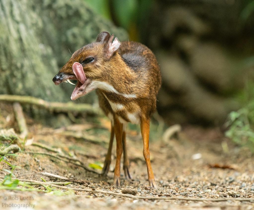 1030x850 The World's newest photo of chevrotain Hive Mind, Desktop