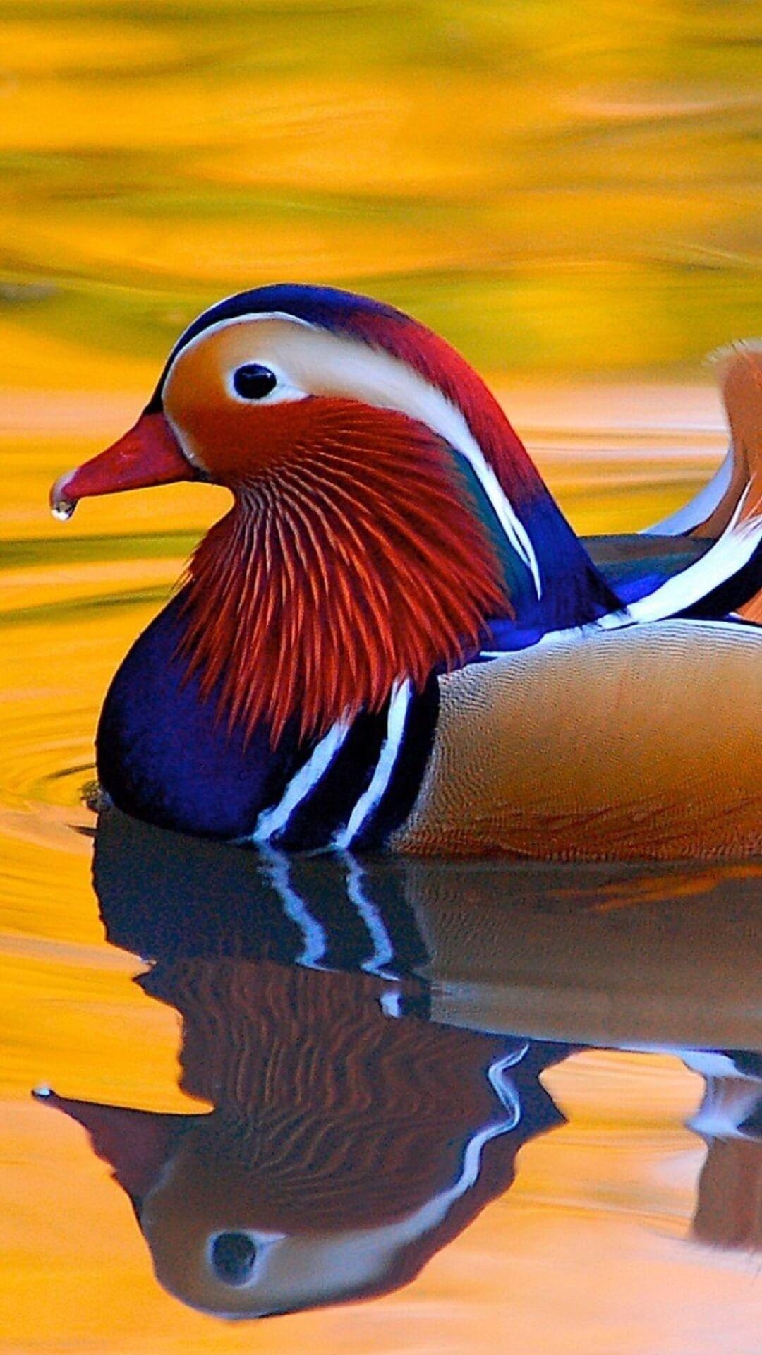 1080x1920 Mandarin Duck Wallpaper HD for Android, Phone