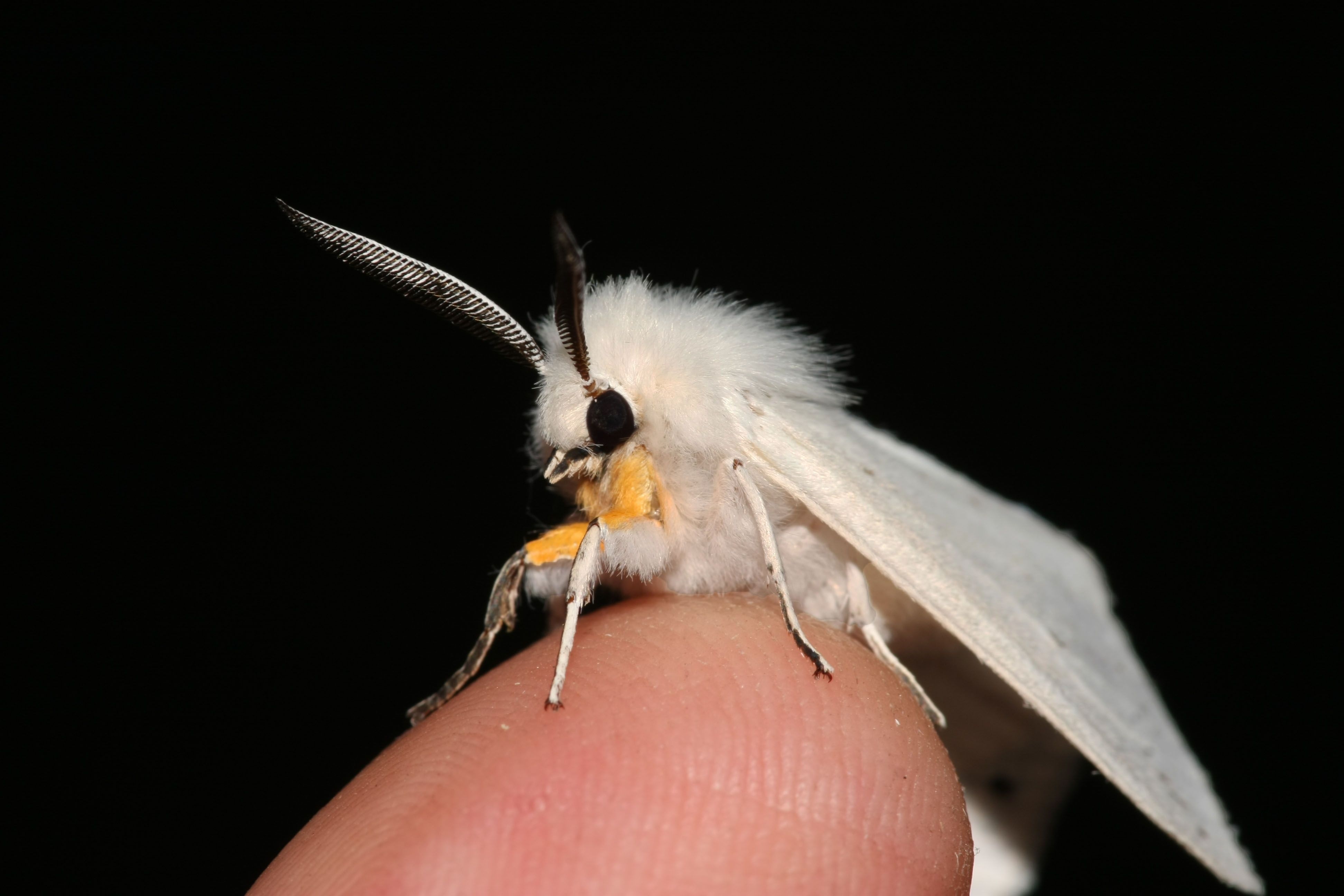 3890x2600 Venezuelan Poodle Moth Picture, Desktop