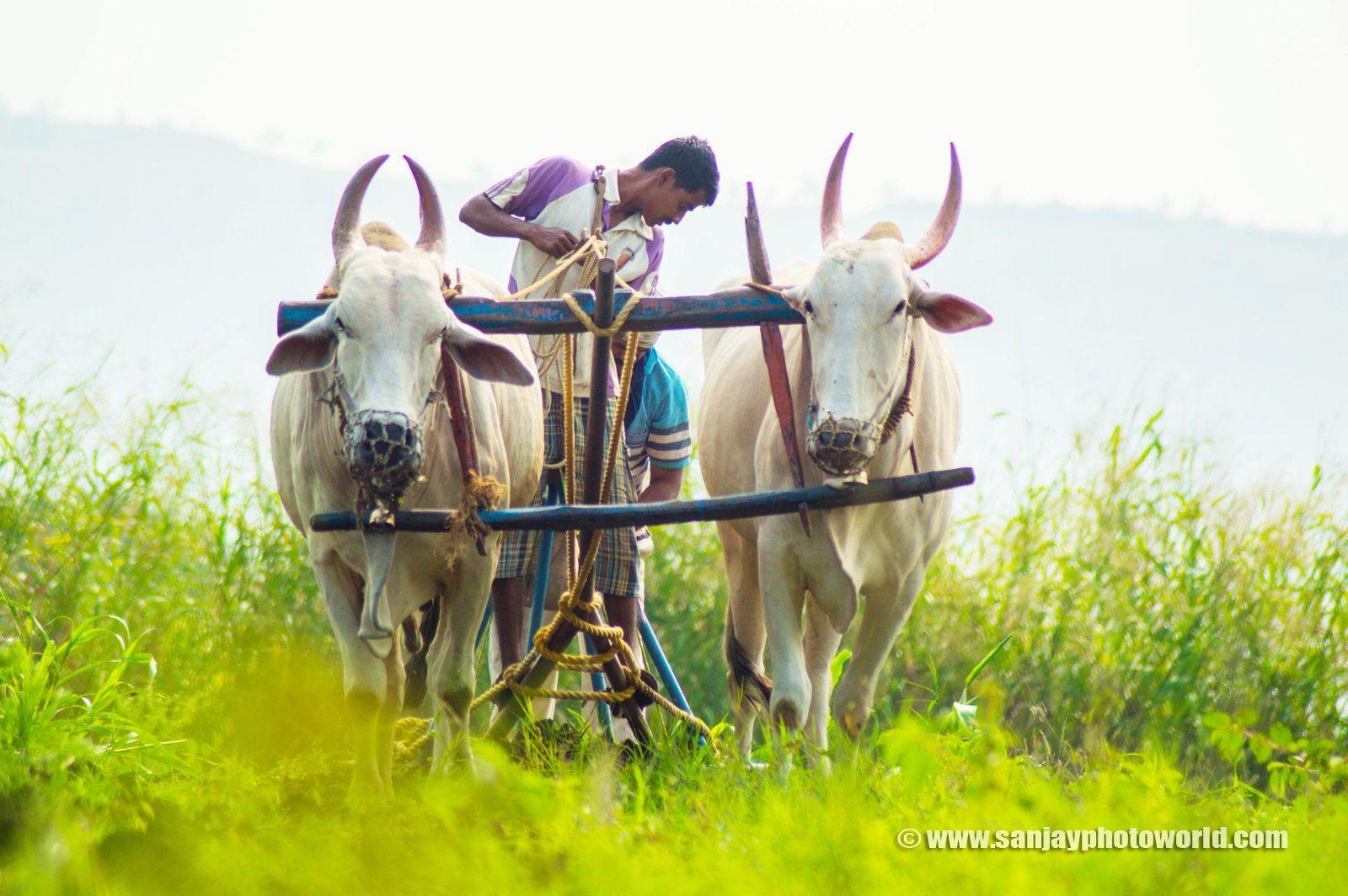 1600x1070 Indian Farmer Wallpaper. (40++ Wallpaper), Desktop