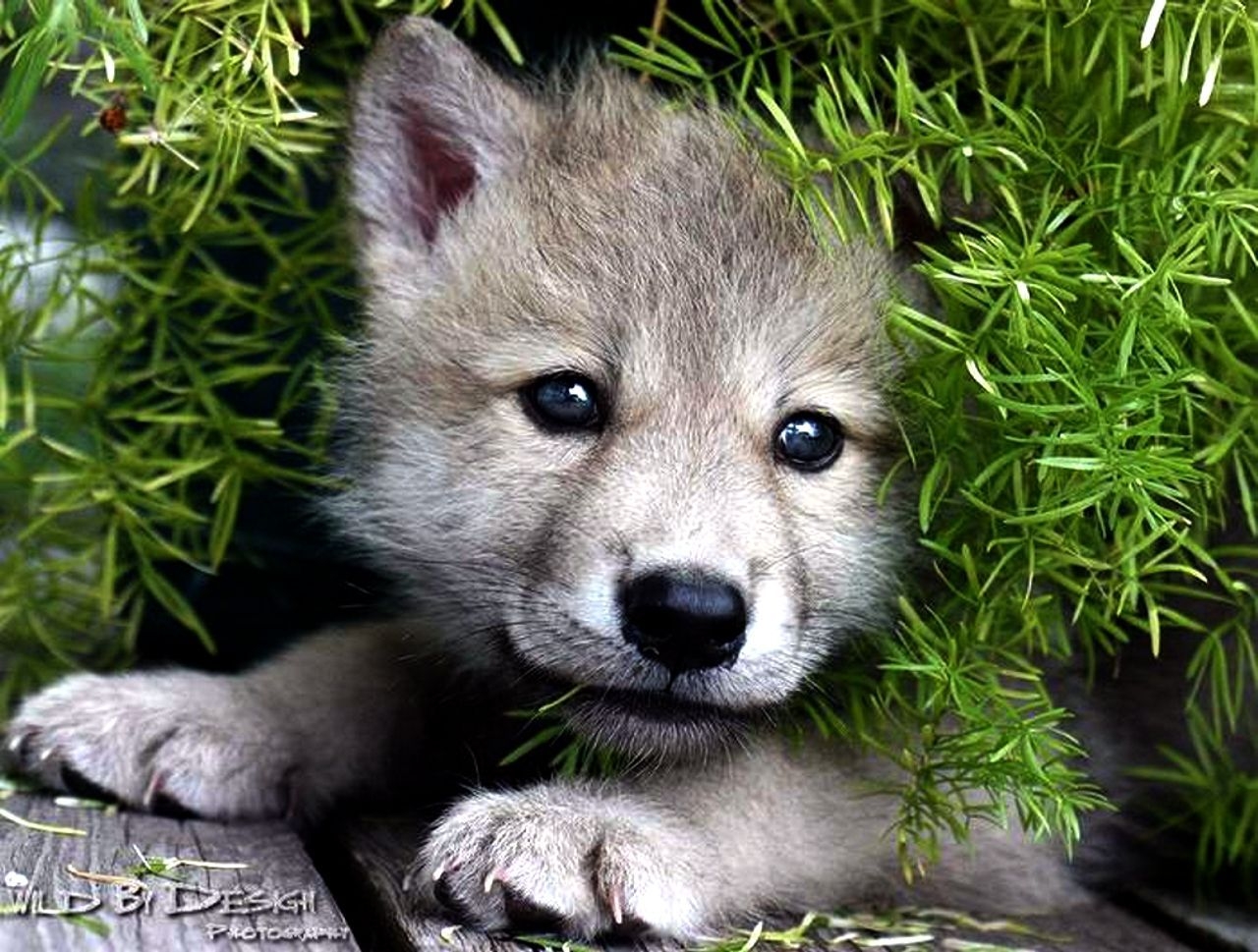 1280x970 Baby Wolf Wallpaper Free Baby Wolf Background, Desktop