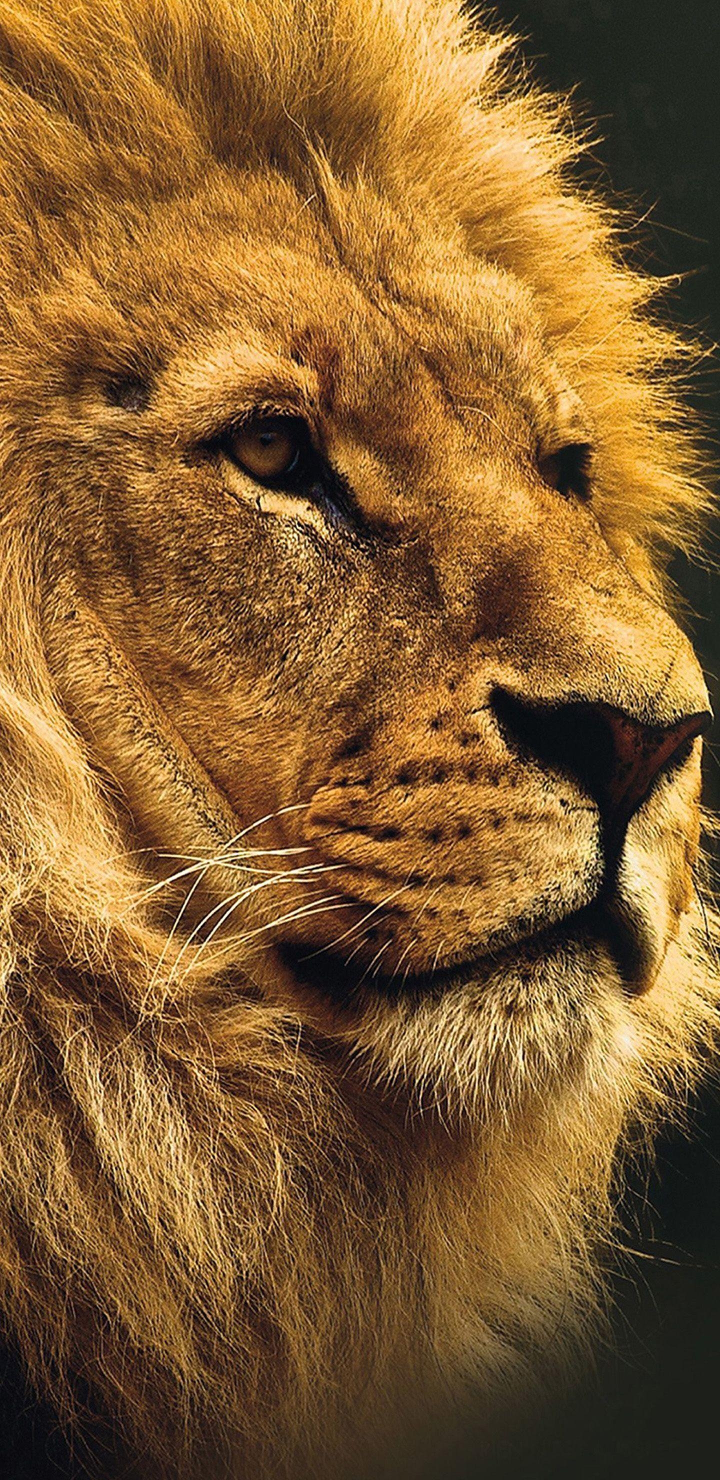 1440x2960 4K Animal iPhone Wallpaper Free 4K Animal iPhone Background, Phone