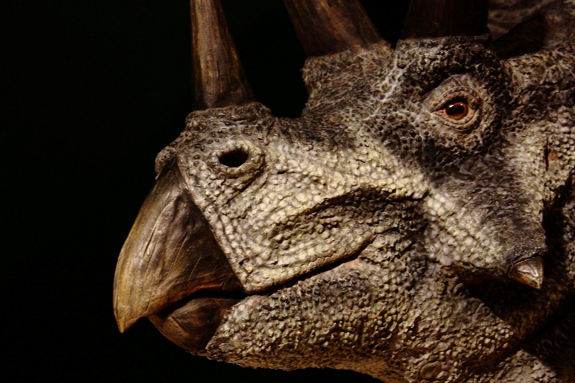 2000x1340 Triceratops wallpaper. Desktop Wallpaper, Desktop