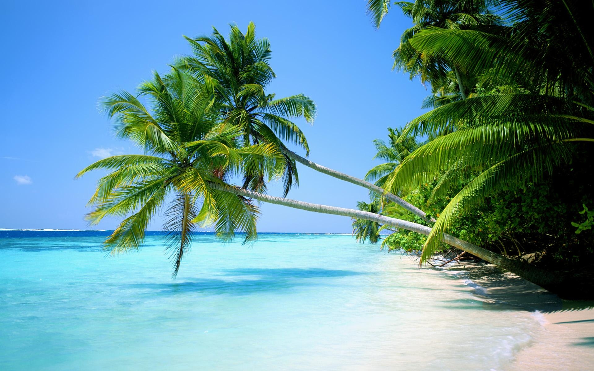 1920x1200 Palm Tree Beach Wallpaper 2560x1600 (526.34 KB), Desktop