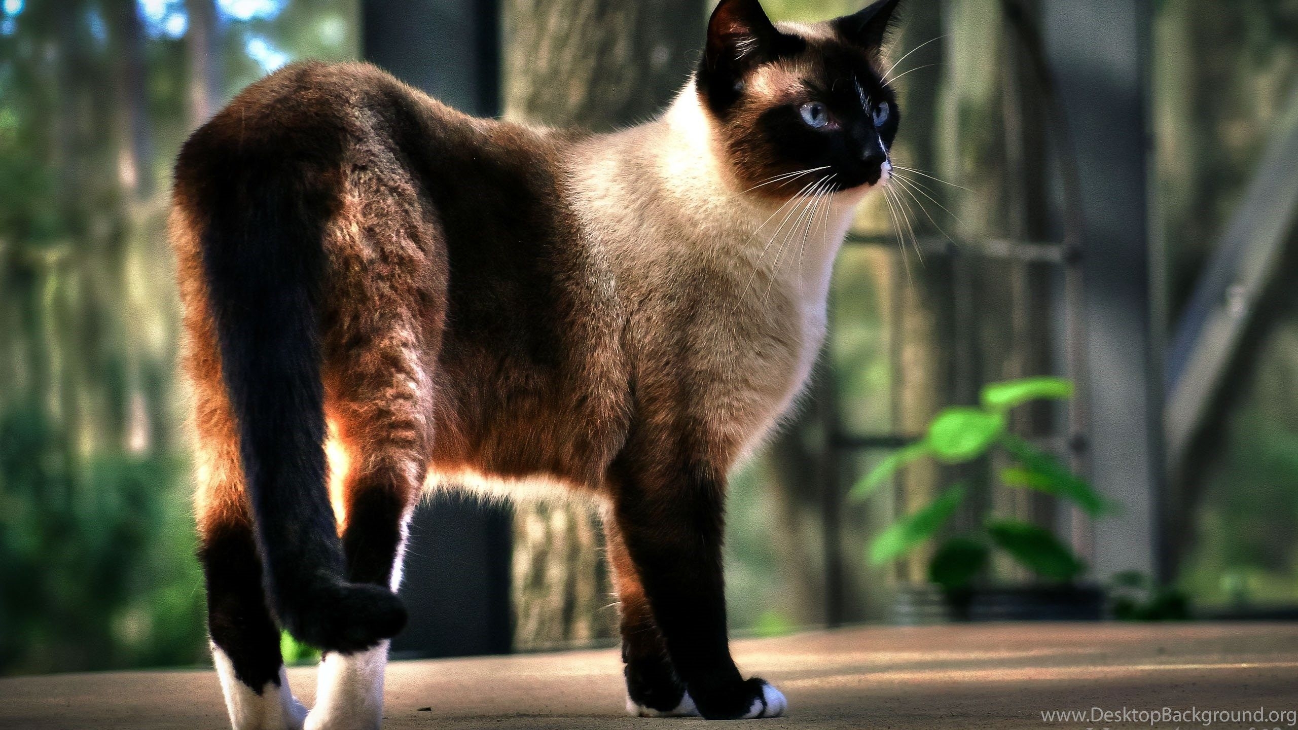 2560x1440 Siamese Cat Wallpaper Desktop Background, Desktop