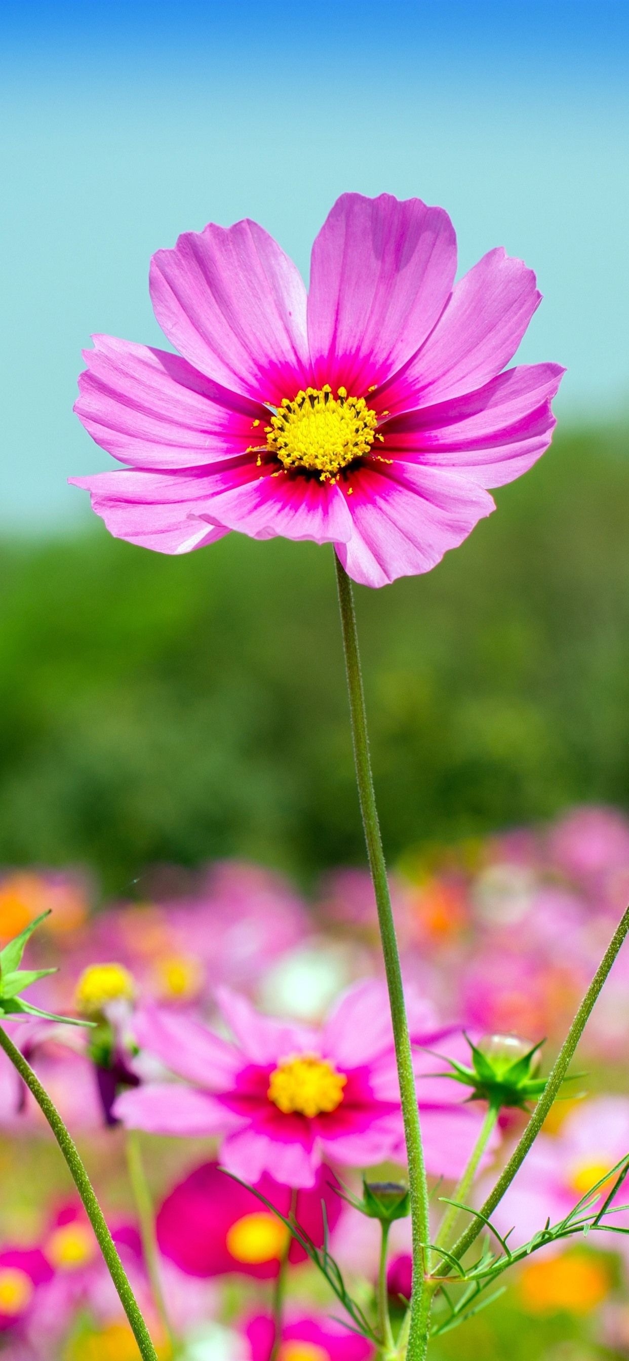 1250x2690 iPhone Wallpaper Pink Cosmos Flowers, Summer iPhone Xr, Phone