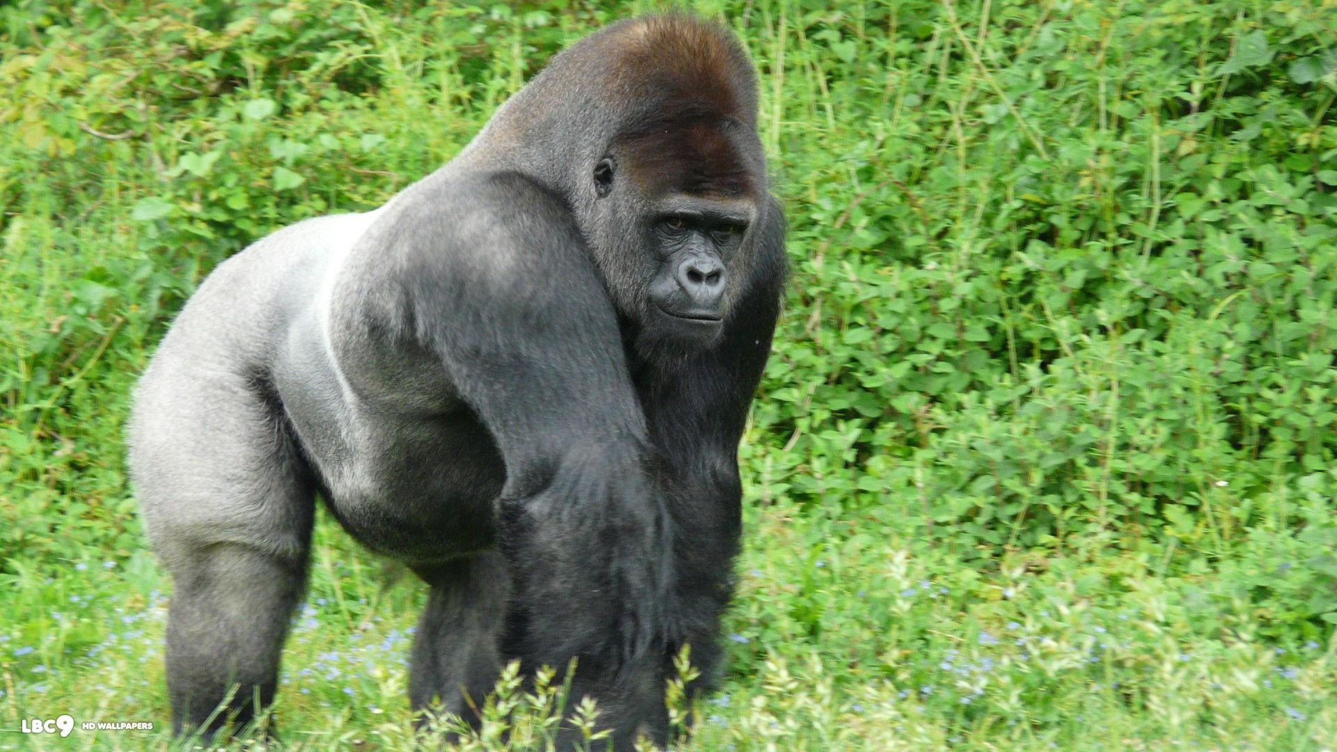 1920x1080 Gorilla Photo WGA Picture, Wallpaper, Image, Desktop