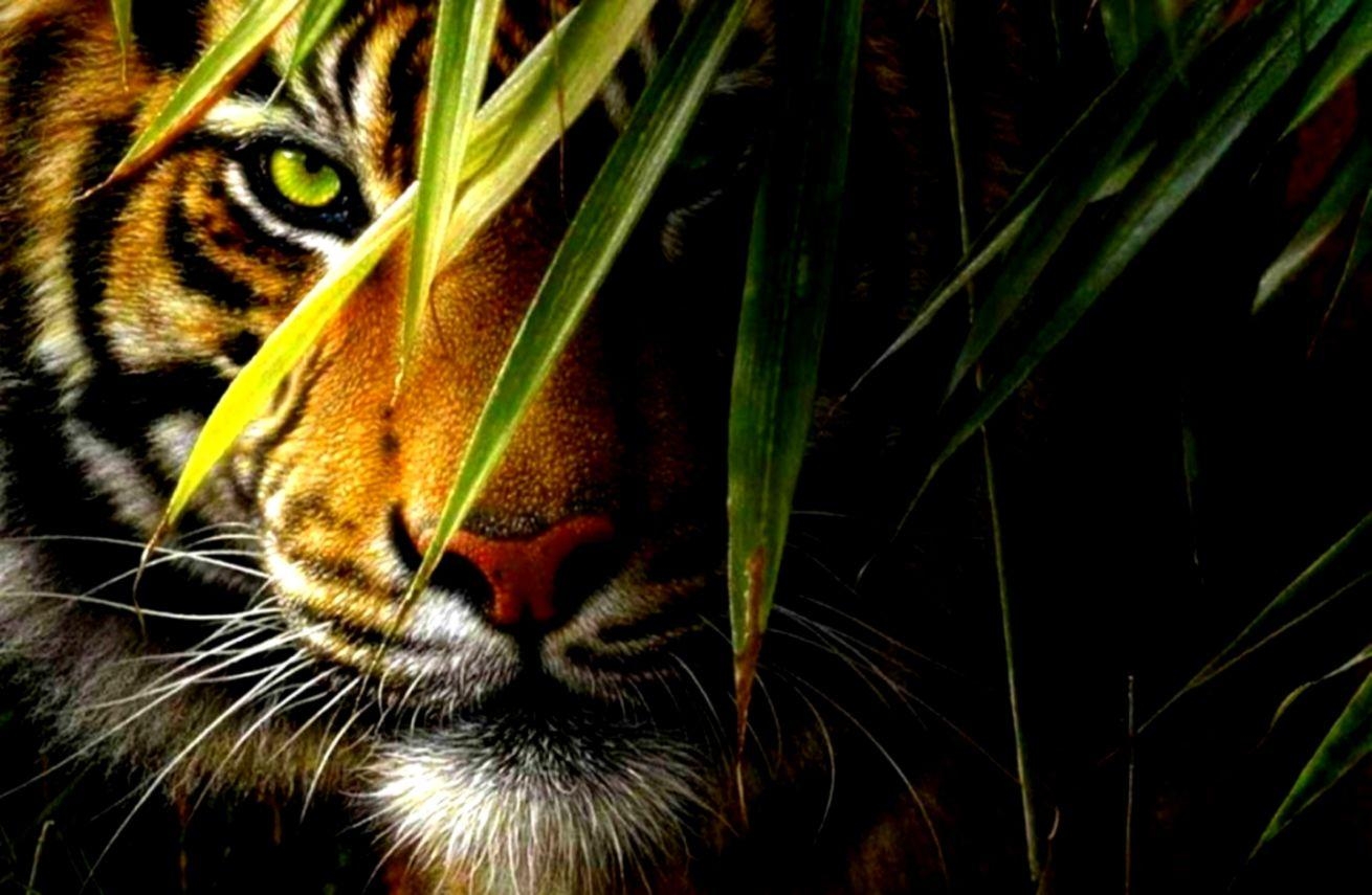 1310x860 Tiger Wallpaper, Desktop