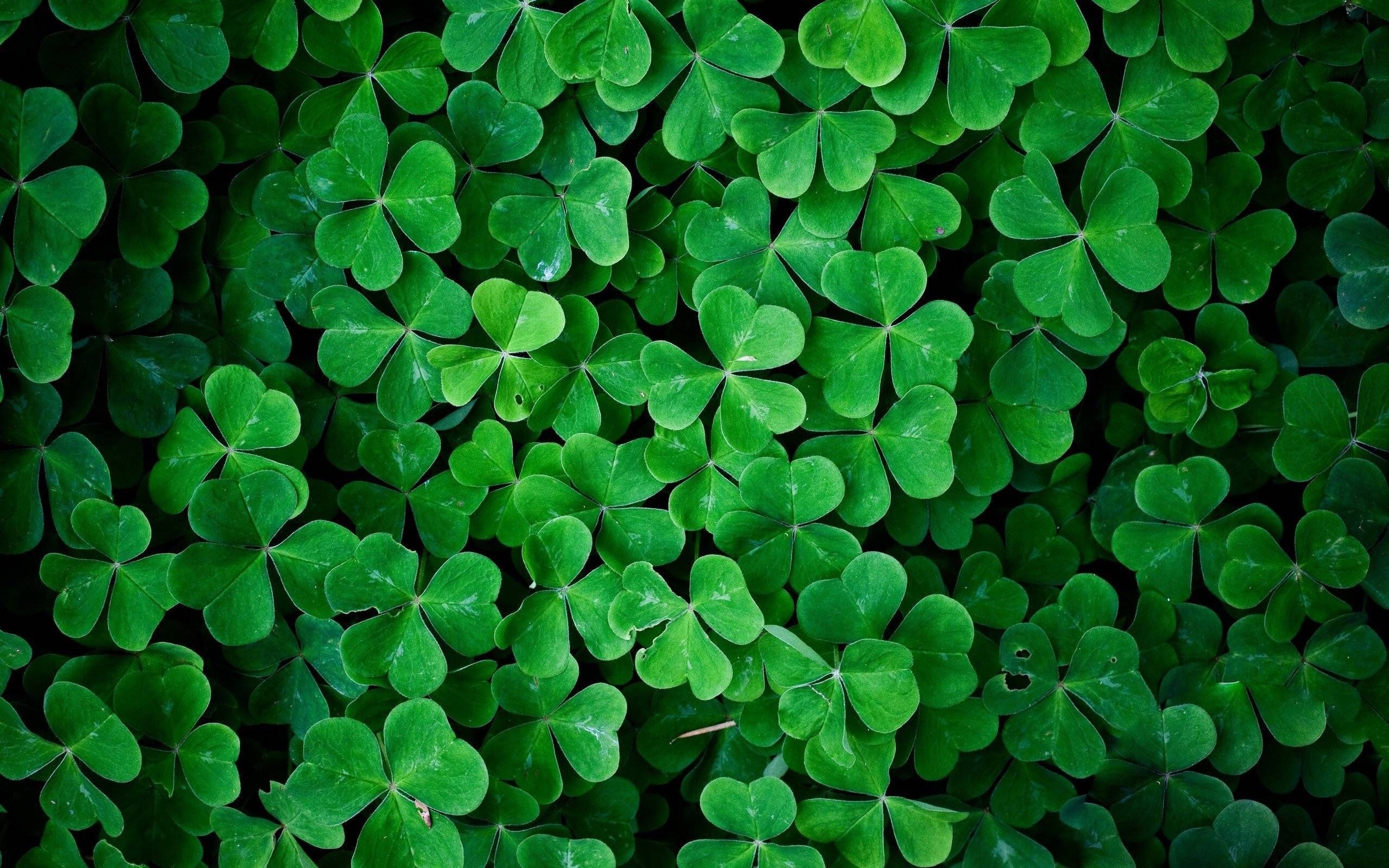 2560x1600 Clover Aesthetic, Desktop