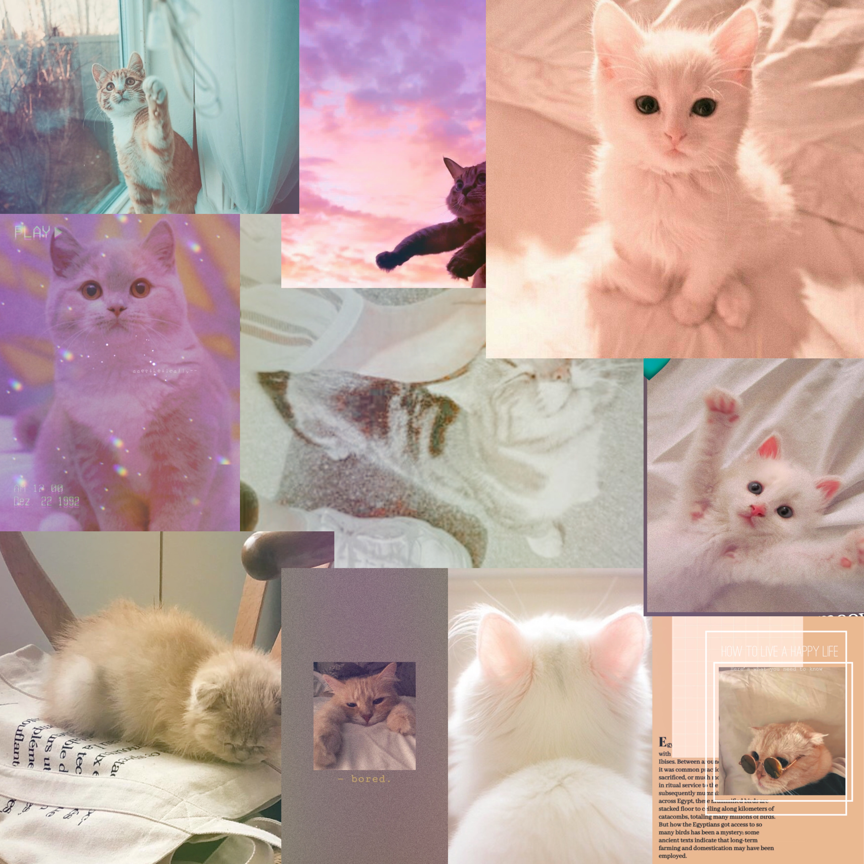 3470x3470 cat catlover collage 334028140024201, Phone