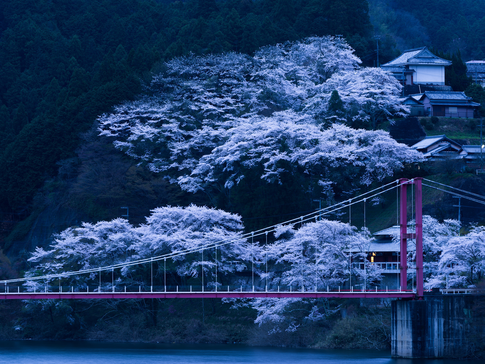 2050x1540 Download wallpaper  japan, bridge, sakura, night HD background, Desktop