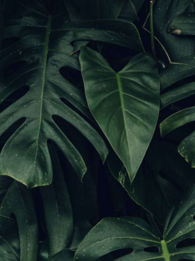 770x1030 Free download palm leaves hawaii aesthetic tropical plants plantspo [772x1186] for your Desktop, Mobile & Tablet. Explore Wallpaper Aesthetic Green. Wallpaper Aesthetic Green, Aesthetic Green PC Wallpaper, Aesthetic Wallpaper, Phone