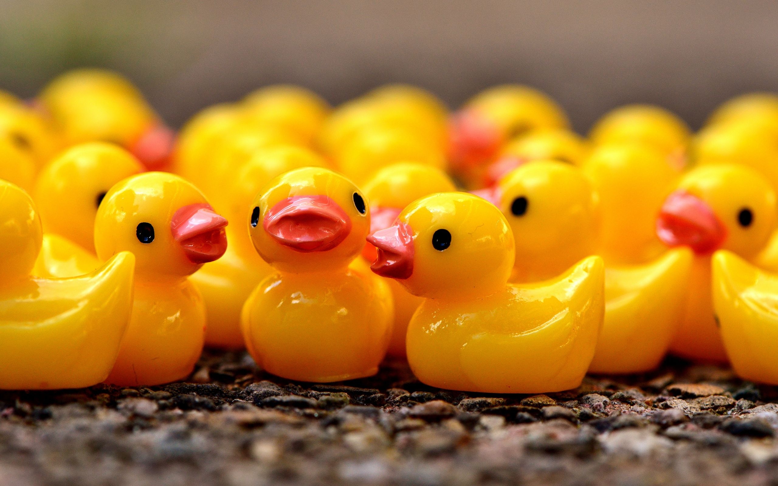 2560x1600 Desktop Wallpaper Rubber Ducks, Yellow Toys, HD Image, Picture, Background, 8395ad, Desktop