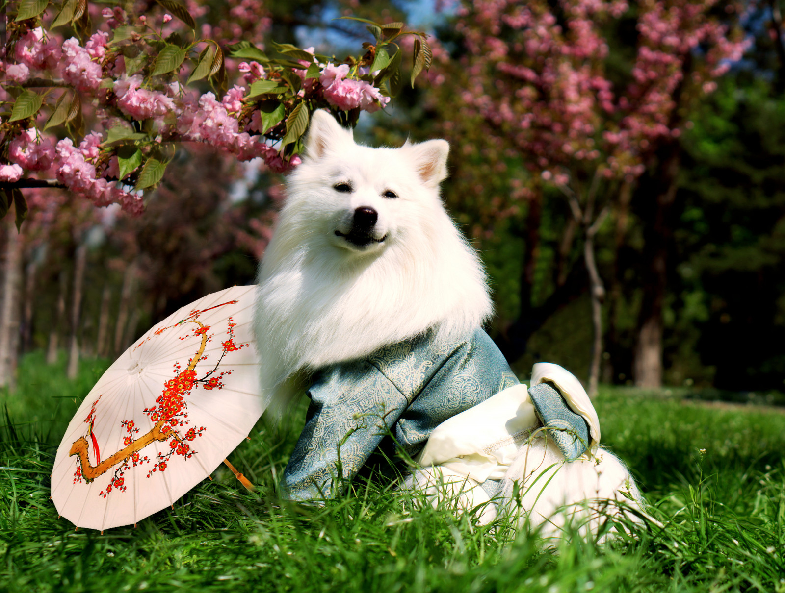 1600x1210 Wallpaper, japanese spitz, white dogs, beautiful dogs, kimono, women, geisha, samurai, nature, Pets Couturier SIMBA, SIMBA TSAR ZVEREI, love, Japan, umbrella, friendship 6000x4538, Desktop