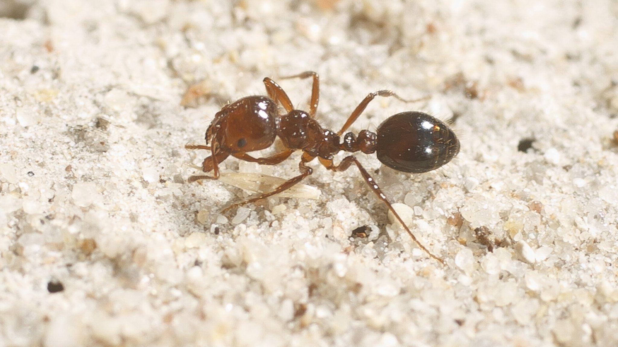 2050x1160 Floating fire ants form rafts in Houston floodwaters, Desktop