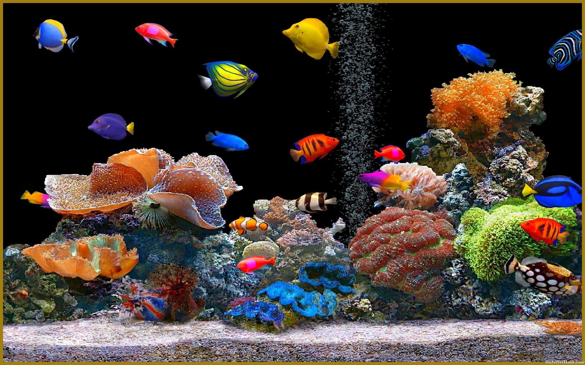 1920x1200 Aquarium Background, Wallpaper, Image, Picture Design Trends, Desktop