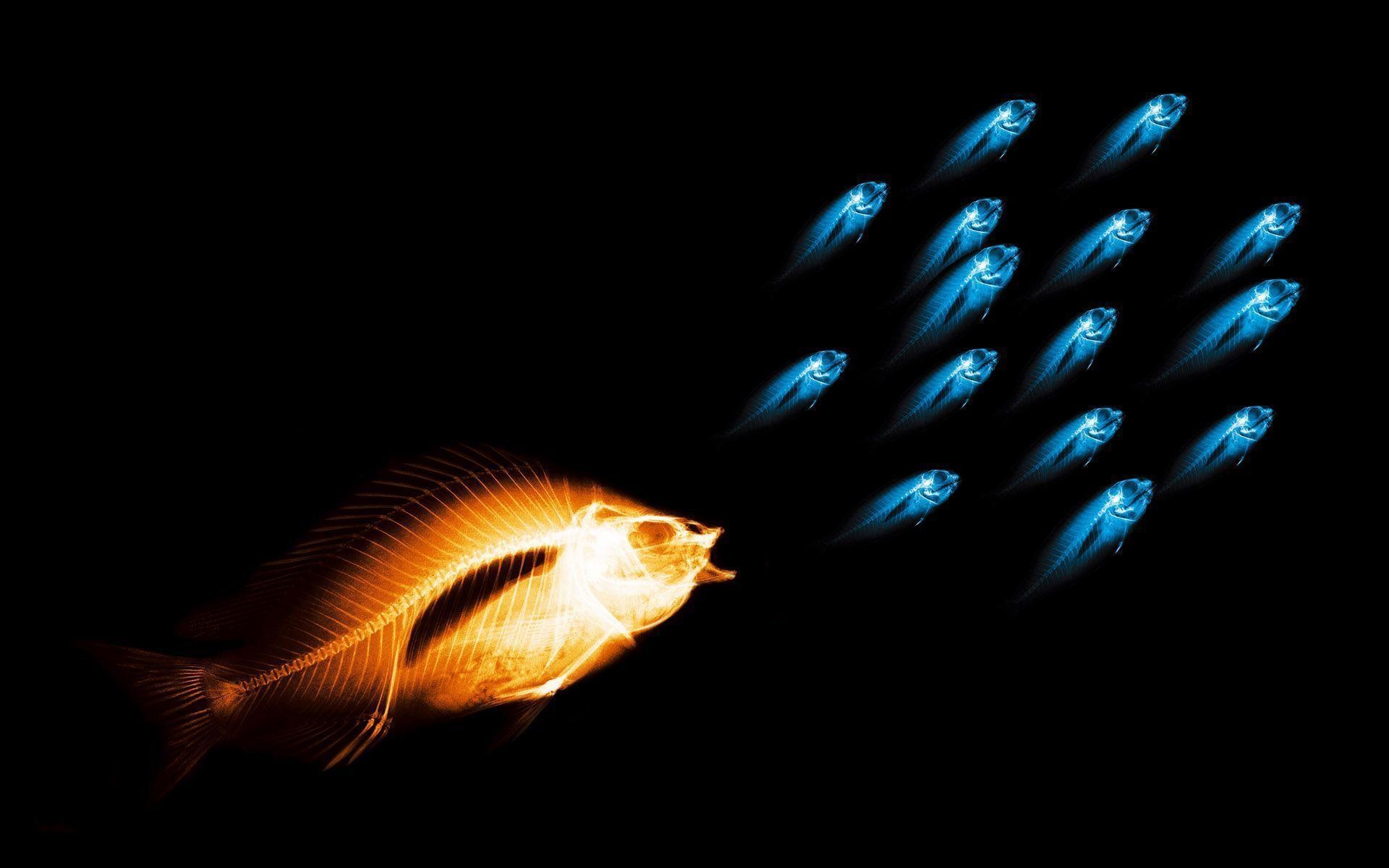 1920x1200 X Ray Fish Chasing Blue School Of Little Fish Desktop Wallpaper, Desktop