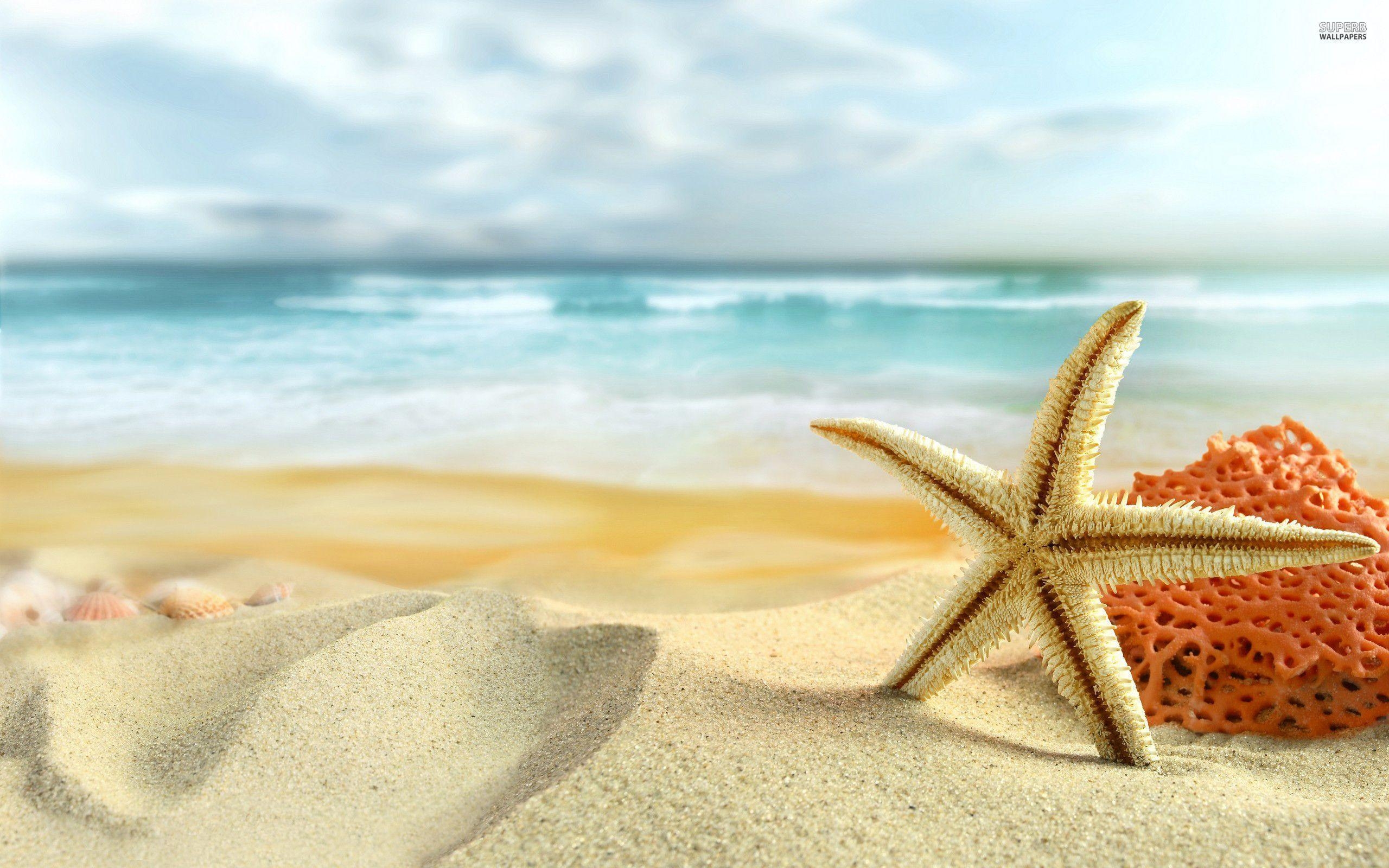 2560x1600 Starfish Wallpaper Full HD, Desktop