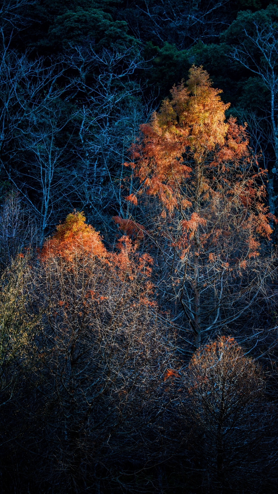 940x1670 Wallpaper Trees, Autumn, Dark, Branches iPhone Wallpaper Dark, Phone