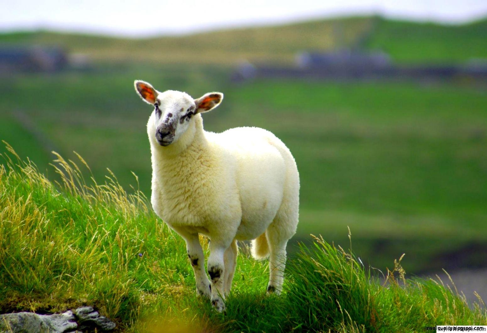 1550x1060 Sheep Wallpaper, Desktop