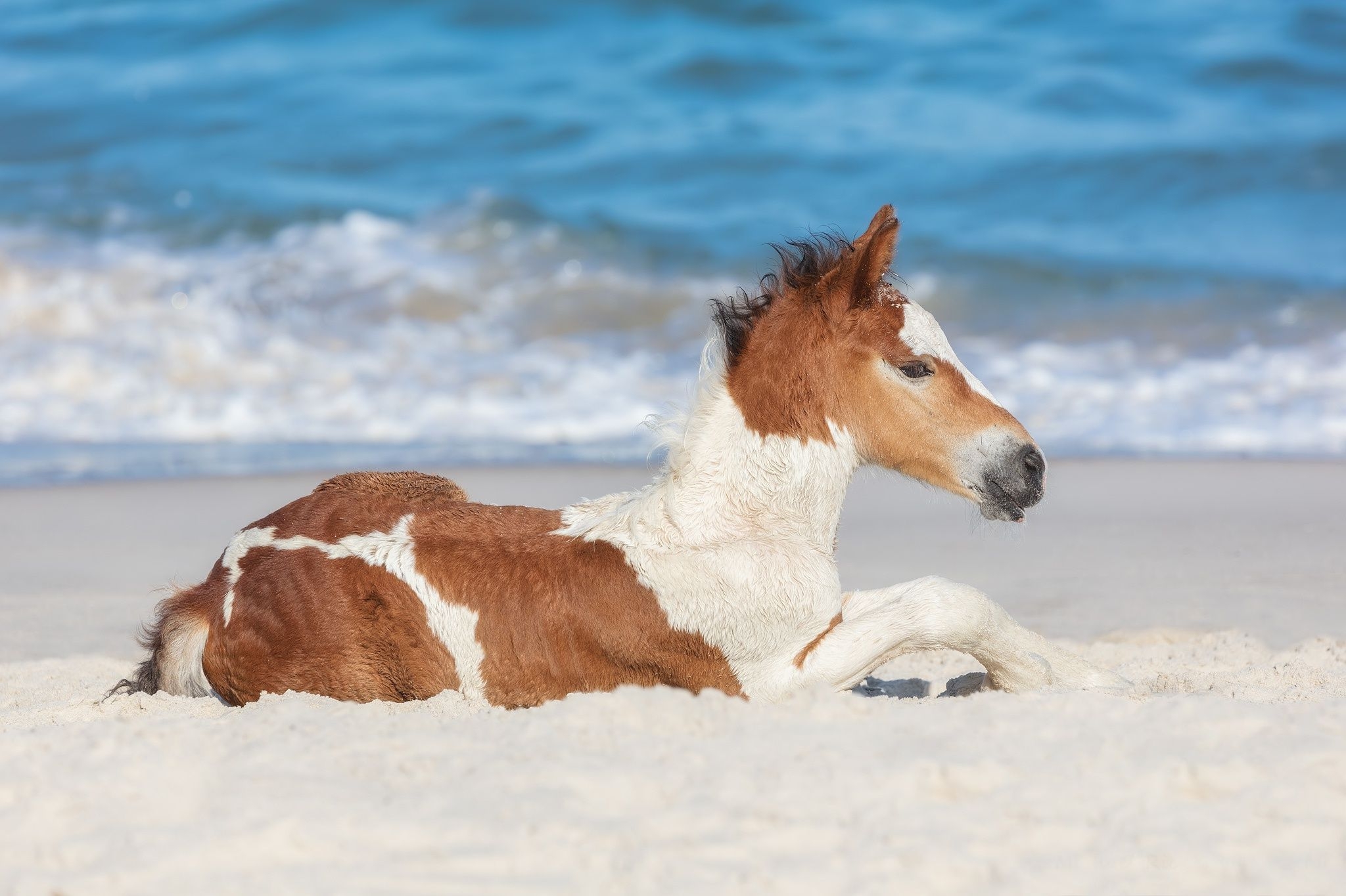 2050x1370 Baby Animal, Horse, Foal Wallpaper And Background Wallpaper & Background Download, Desktop