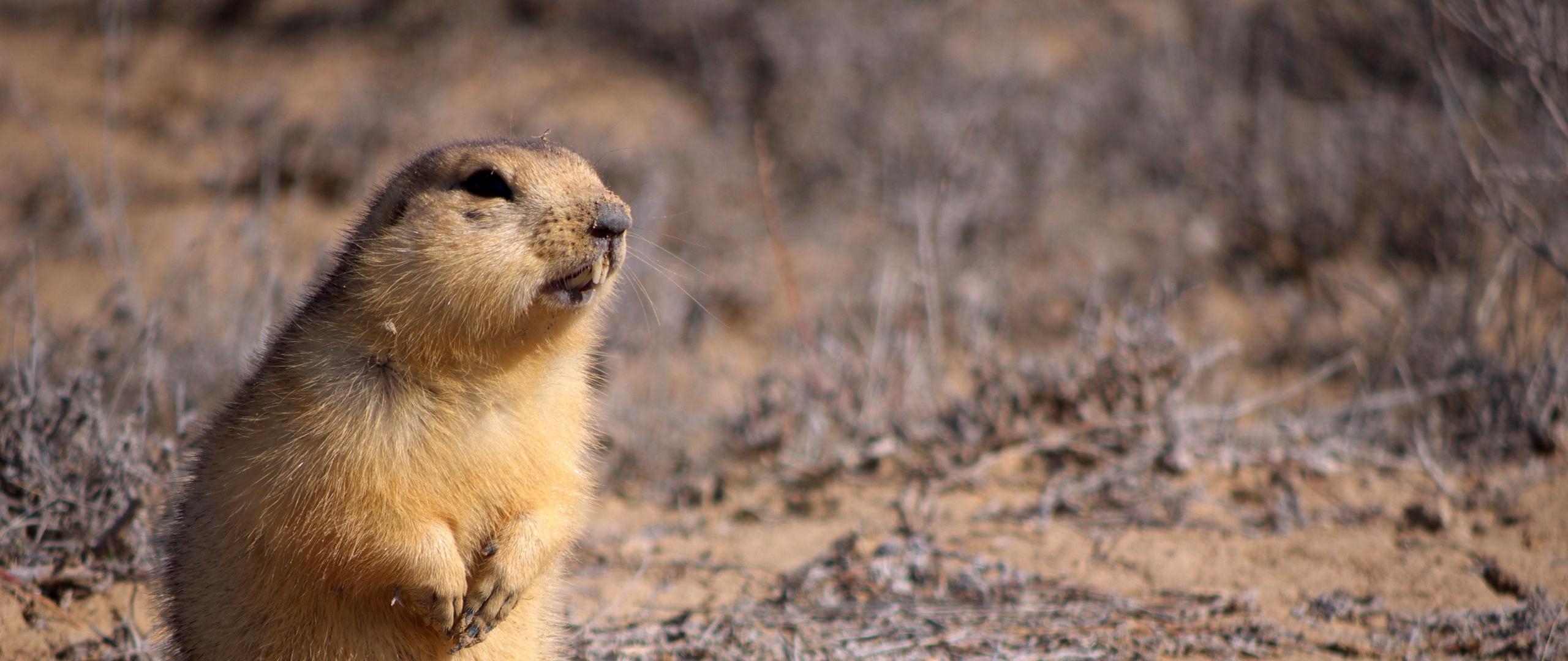 2560x1080 Download wallpaper  gopher, clay, sit, fear dual, Dual Screen