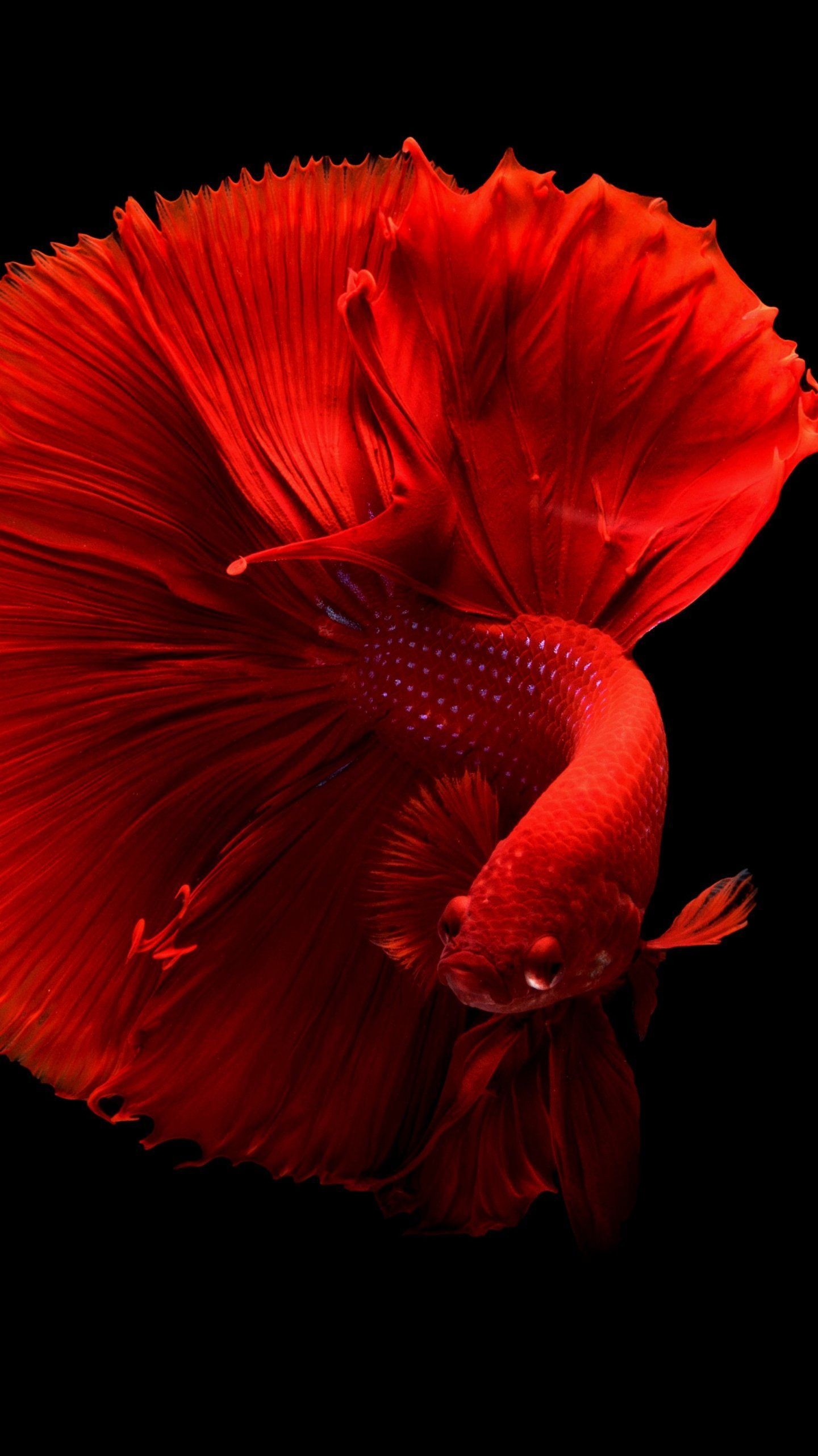 1440x2560 Siamese Fighting Fish Wallpaper, Android & Desktop, Phone