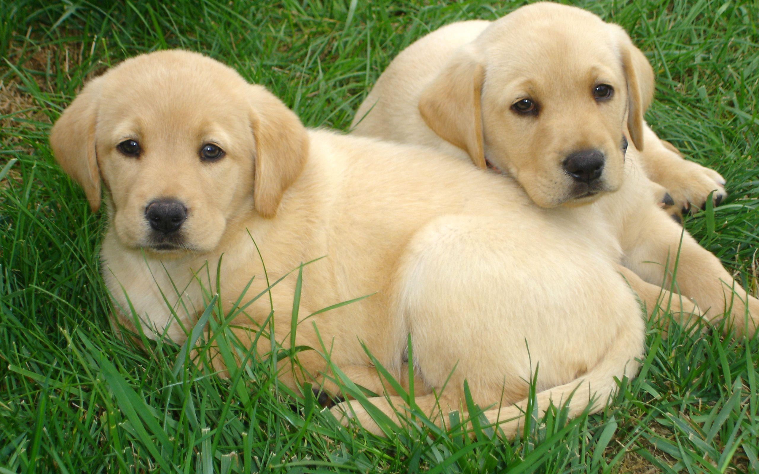 2560x1600 Labrador Retriever HD Wallpaper, Desktop