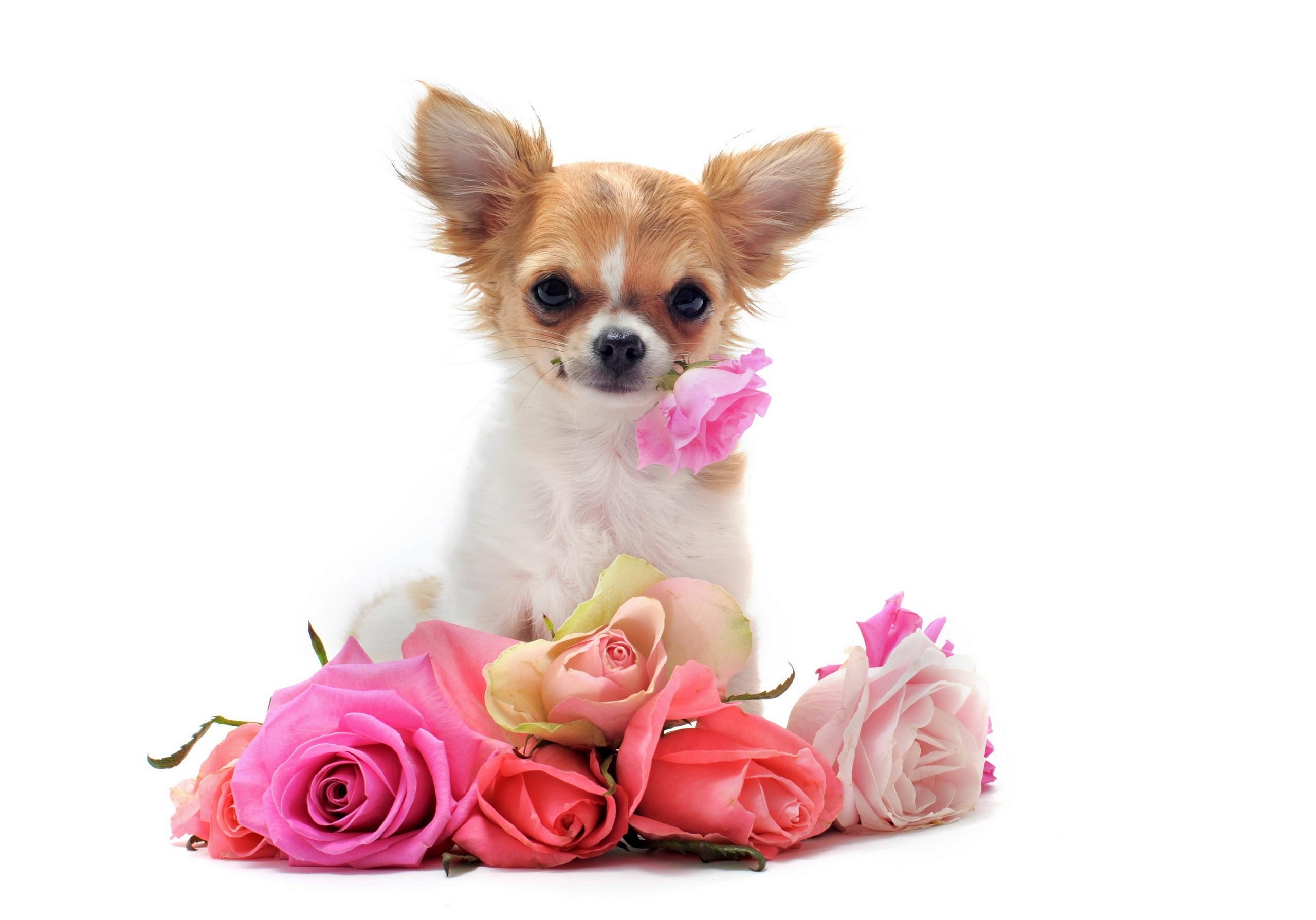 2560x1790 Dogs Chihuahua, HD Wallpaper & background Download, Desktop