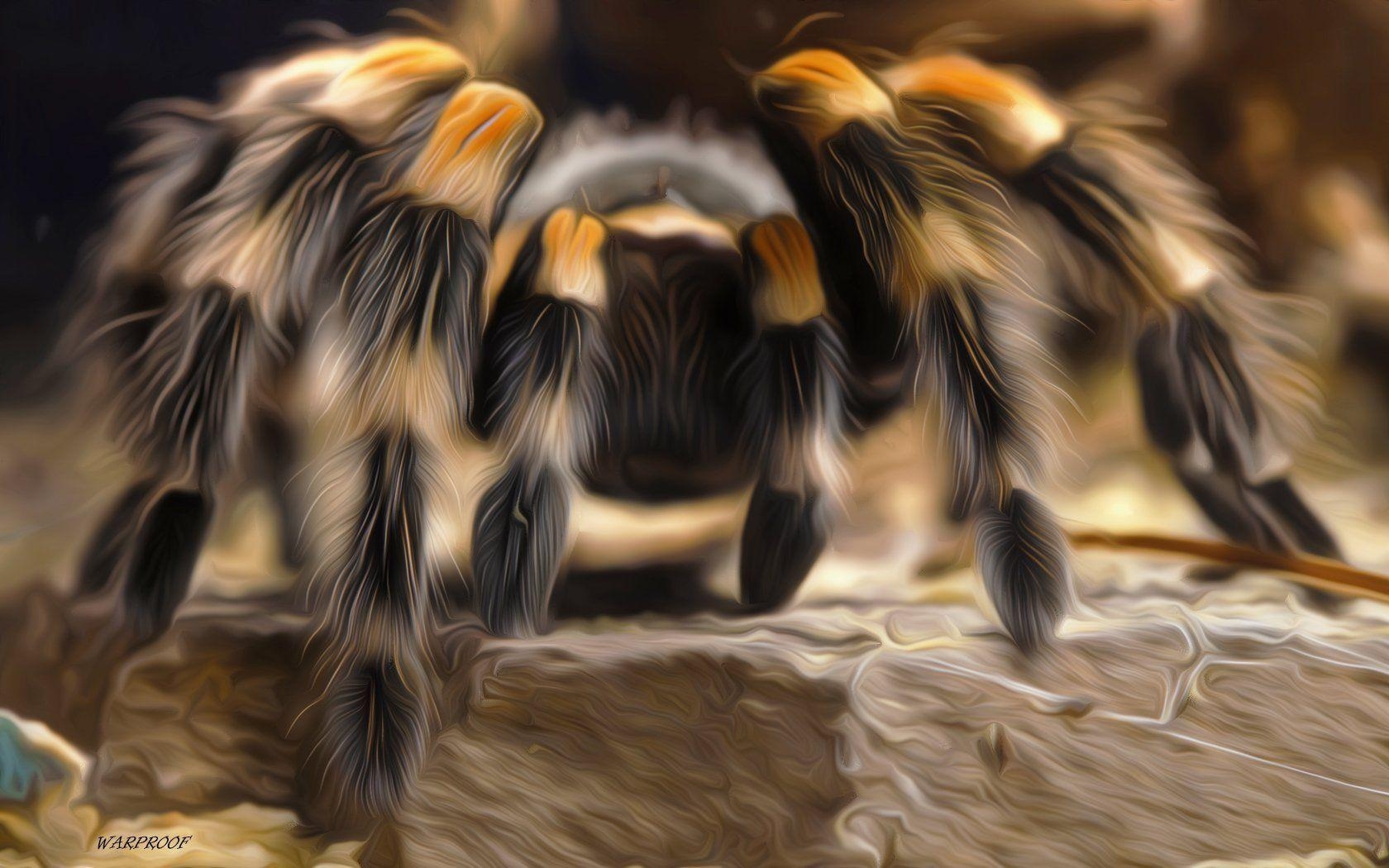 1680x1050 Tarantula HD Wallpaper, Desktop