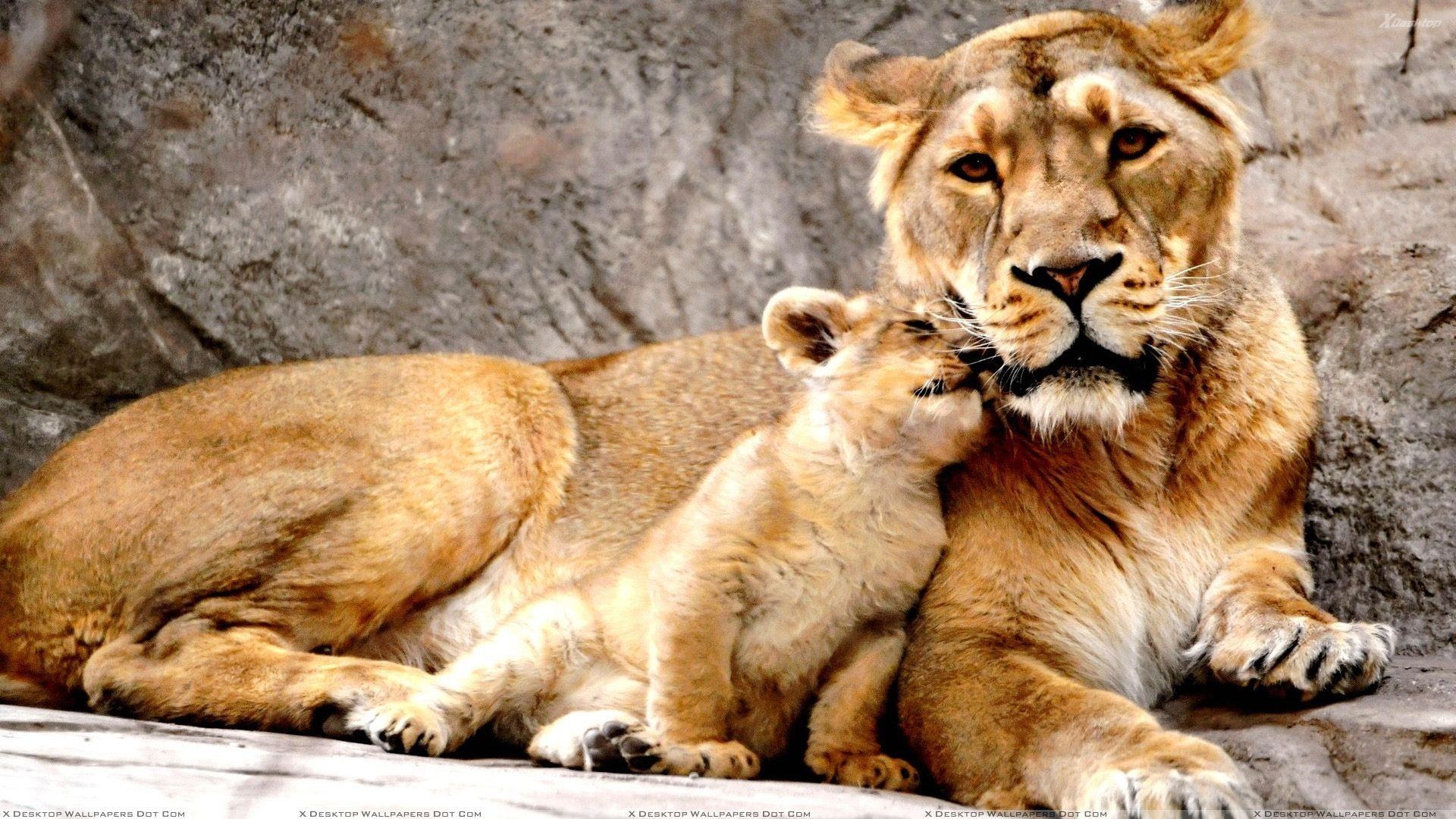 1920x1080 This Is Mother Love Wallpaper, Desktop