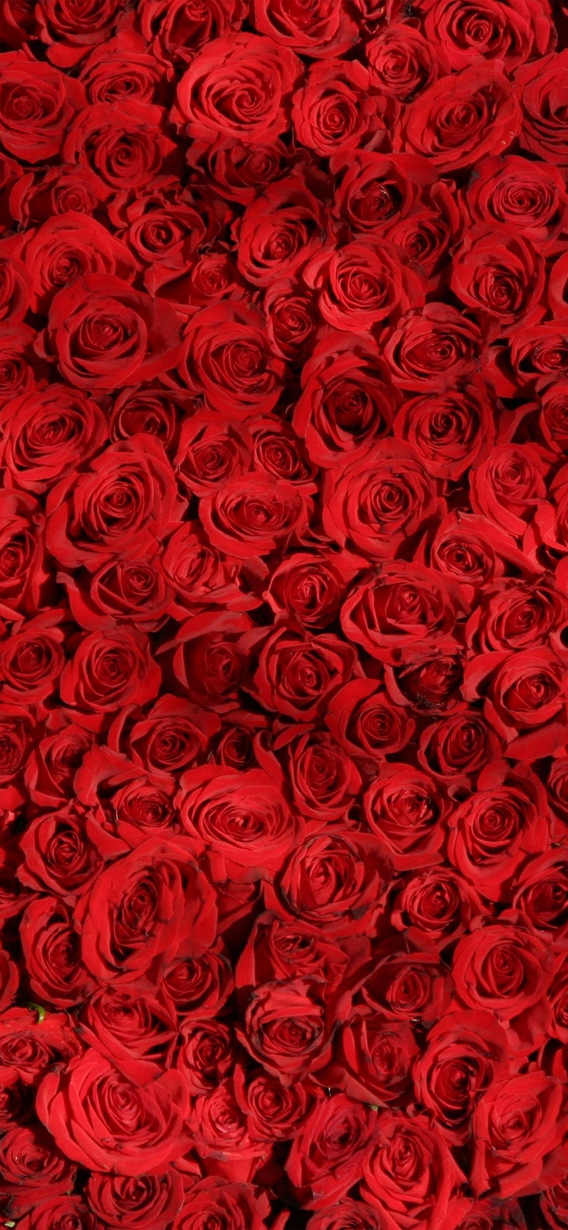 1130x2440 wallpaper. rose red pattern flower, Phone