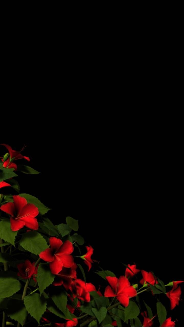 720x1280 Flowers Amoled wallpaper, Phone