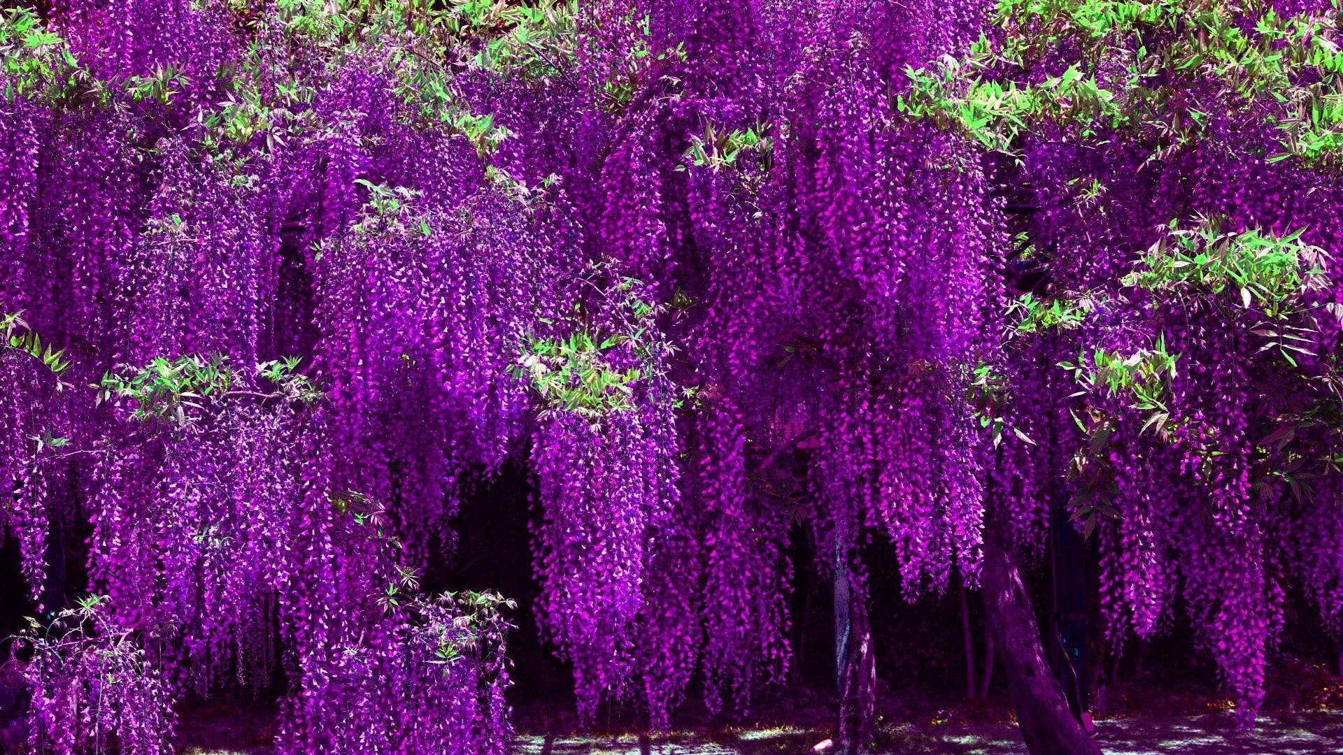 1920x1080 Wisteria HD Desktop Wallpaper for Widescreen, High Definition, Desktop