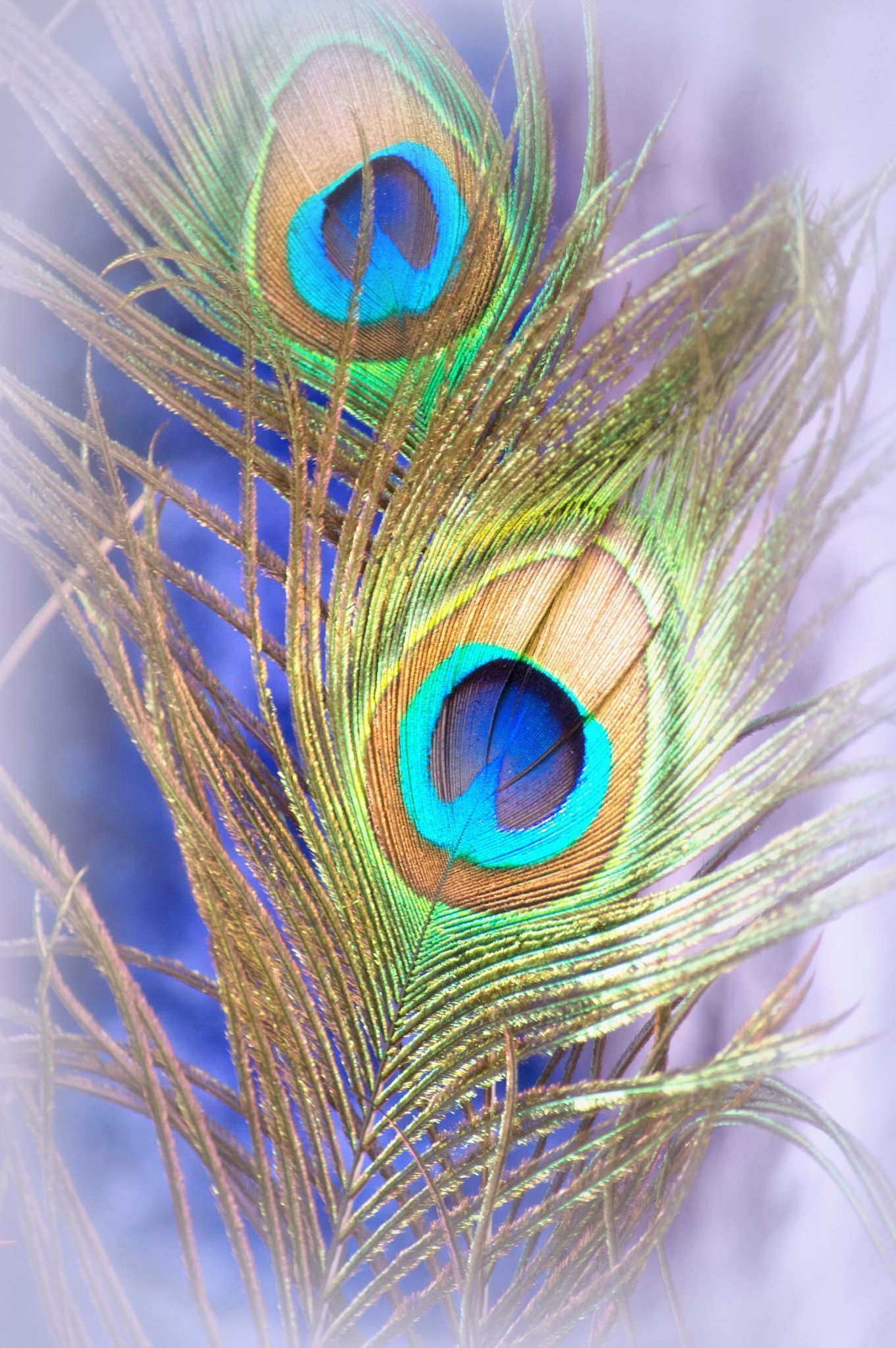 1370x2050 Peacock Feathers. Feather art, Peacock feather art, Lord krishna wallpaper, Phone