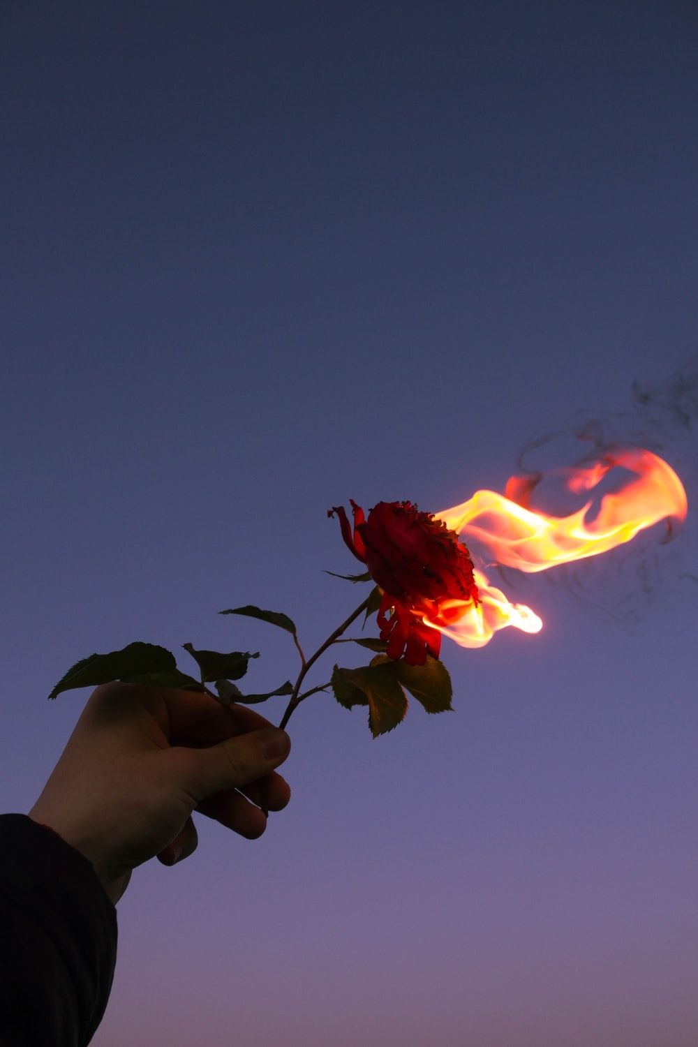 1000x1500 Fire Rose Picture. Download Free Image, Phone