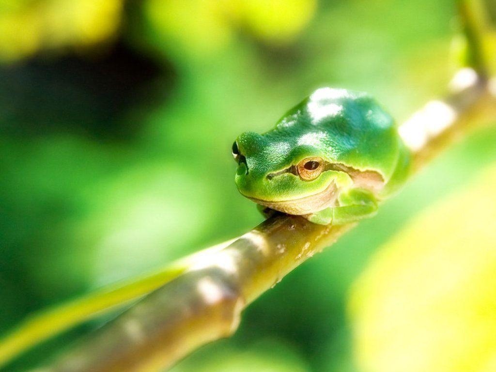 1030x770 Tree Frog Wallpaper 102154 High Definition Wallpaper. Suwall, Desktop