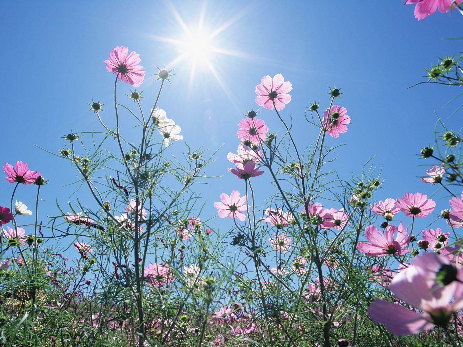 1600x1200 Flowers and Blue Sky, Colorful Flower Field (Vol.01), Beautiful, Desktop