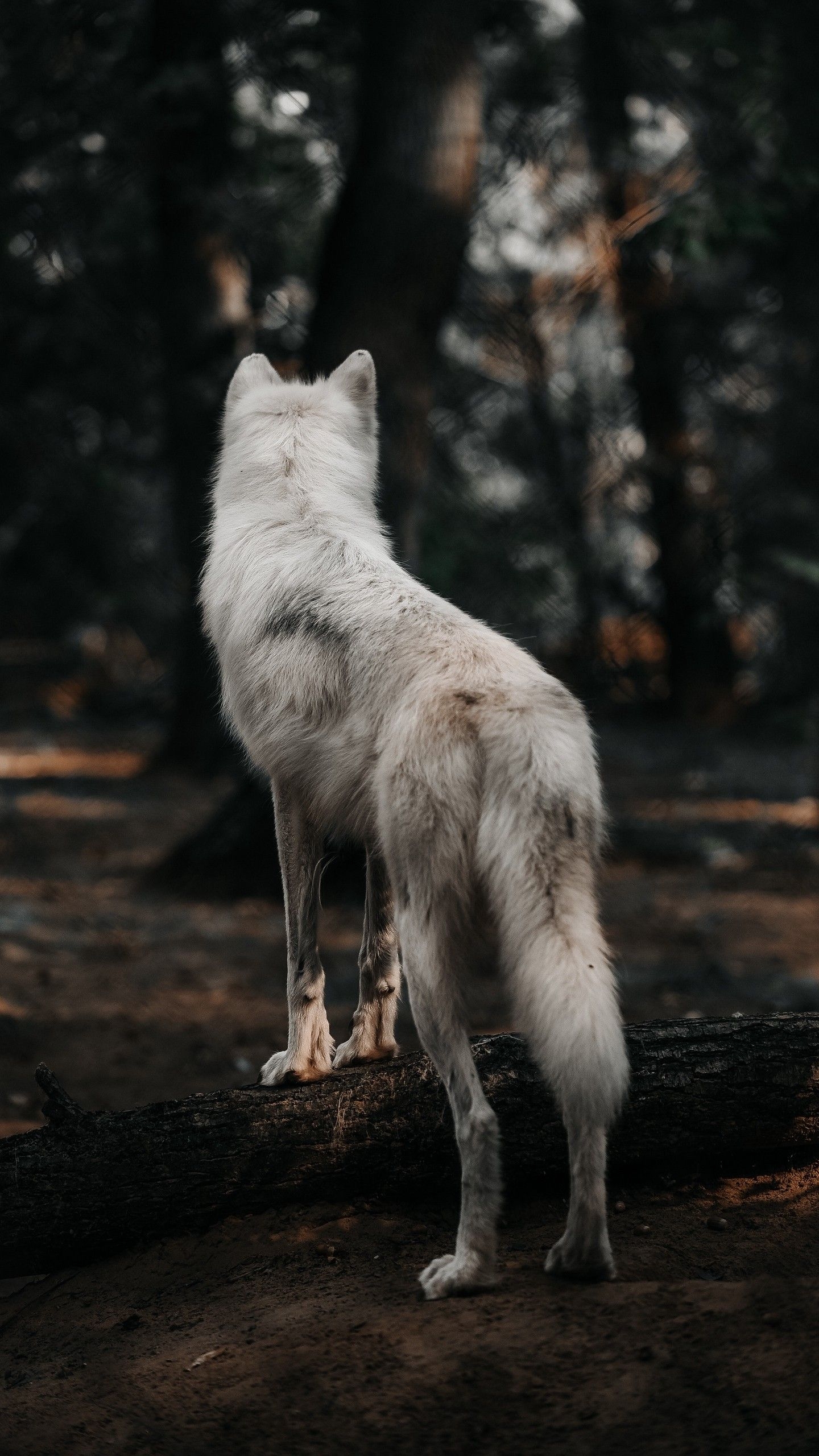 1440x2560 Wolf Wallpaper HD For Phones, Phone