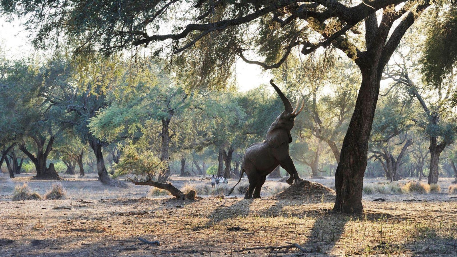 1600x900 Strap on your Walking Safari Boots. Offers Excellent Guides, Desktop