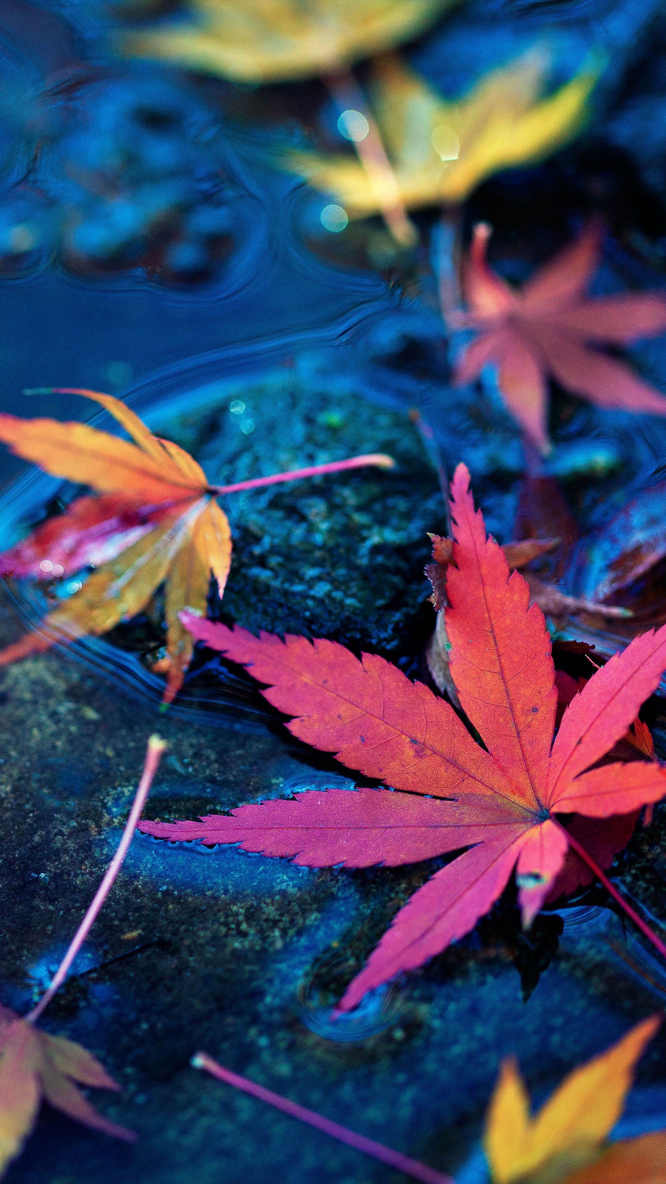 2160x3840 Maple Leaves Fall Autumn Water 4K Ultra HD Mobile Wallpaper, Phone