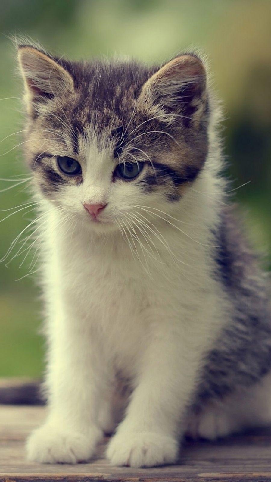 900x1600 Thinking Kitty Mobile Wallpaper Wall. Kittens cutest, Phone