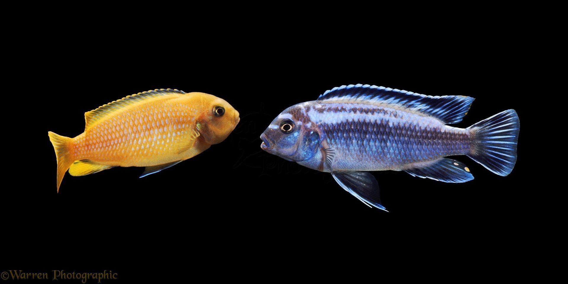 1920x960 Lake Malawi Cichlids photo, Dual Screen