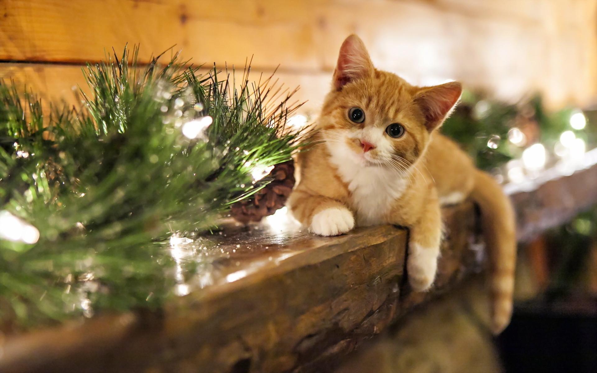 1920x1200 Christmas Cat Wallpaper, Desktop