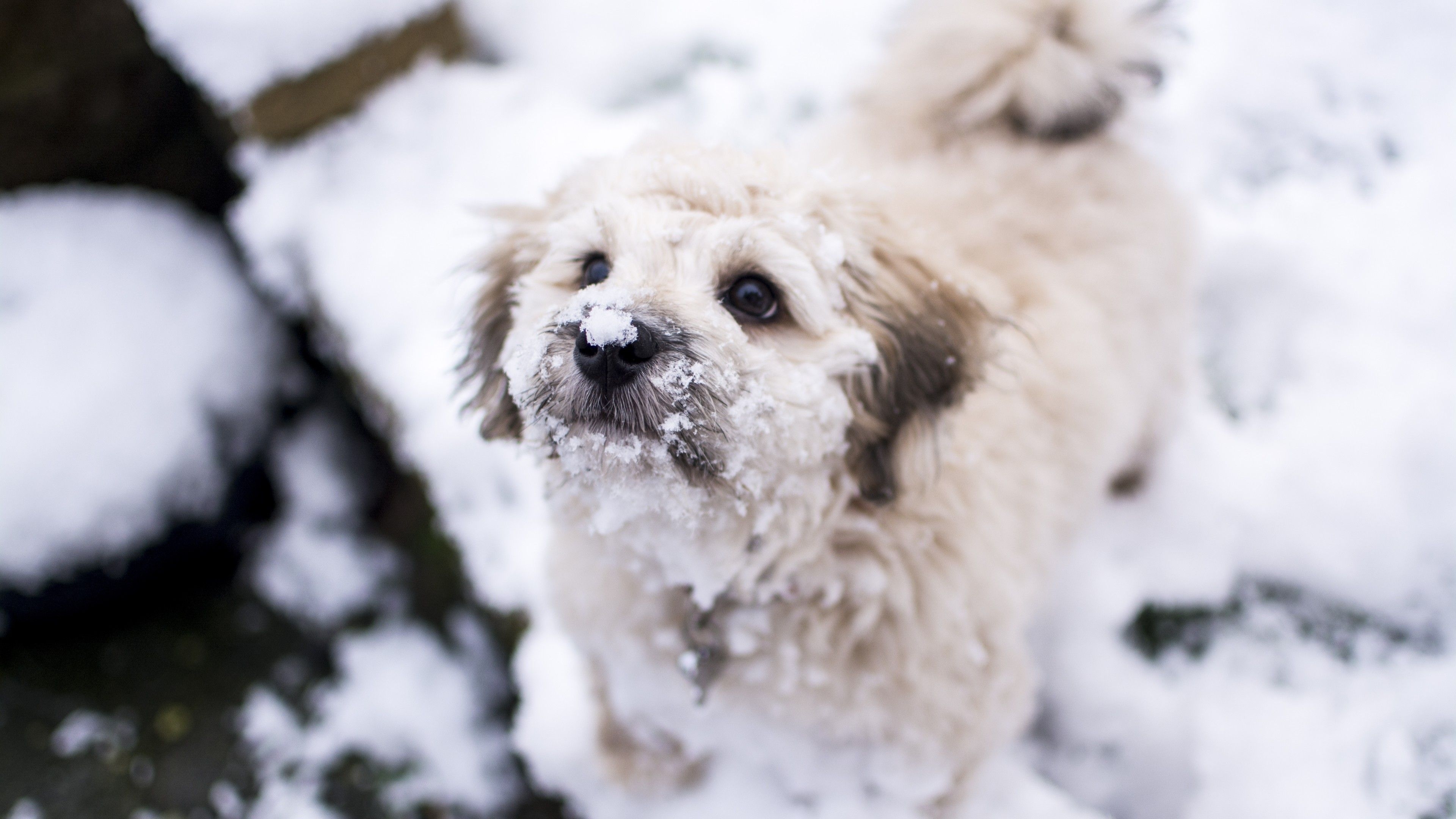 3840x2160 Wallpaper Cute dog, Puppy, Snow, Winter, 5K, Animals,. Wallpaper for iPhone, Android, Mobile and Desktop, Desktop