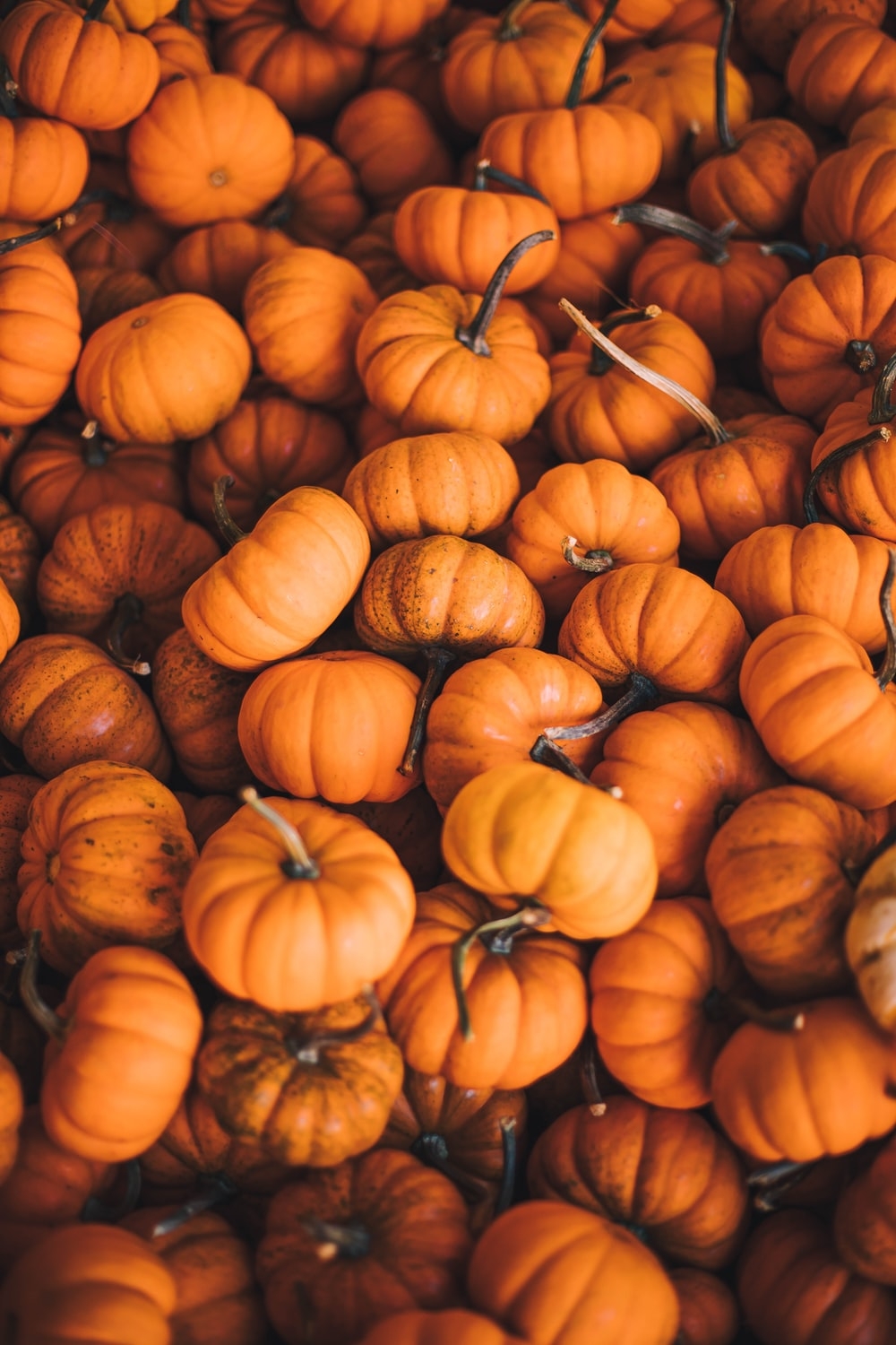 1000x1500 Pumpkin Picture [HD]. Download Free Image, Phone